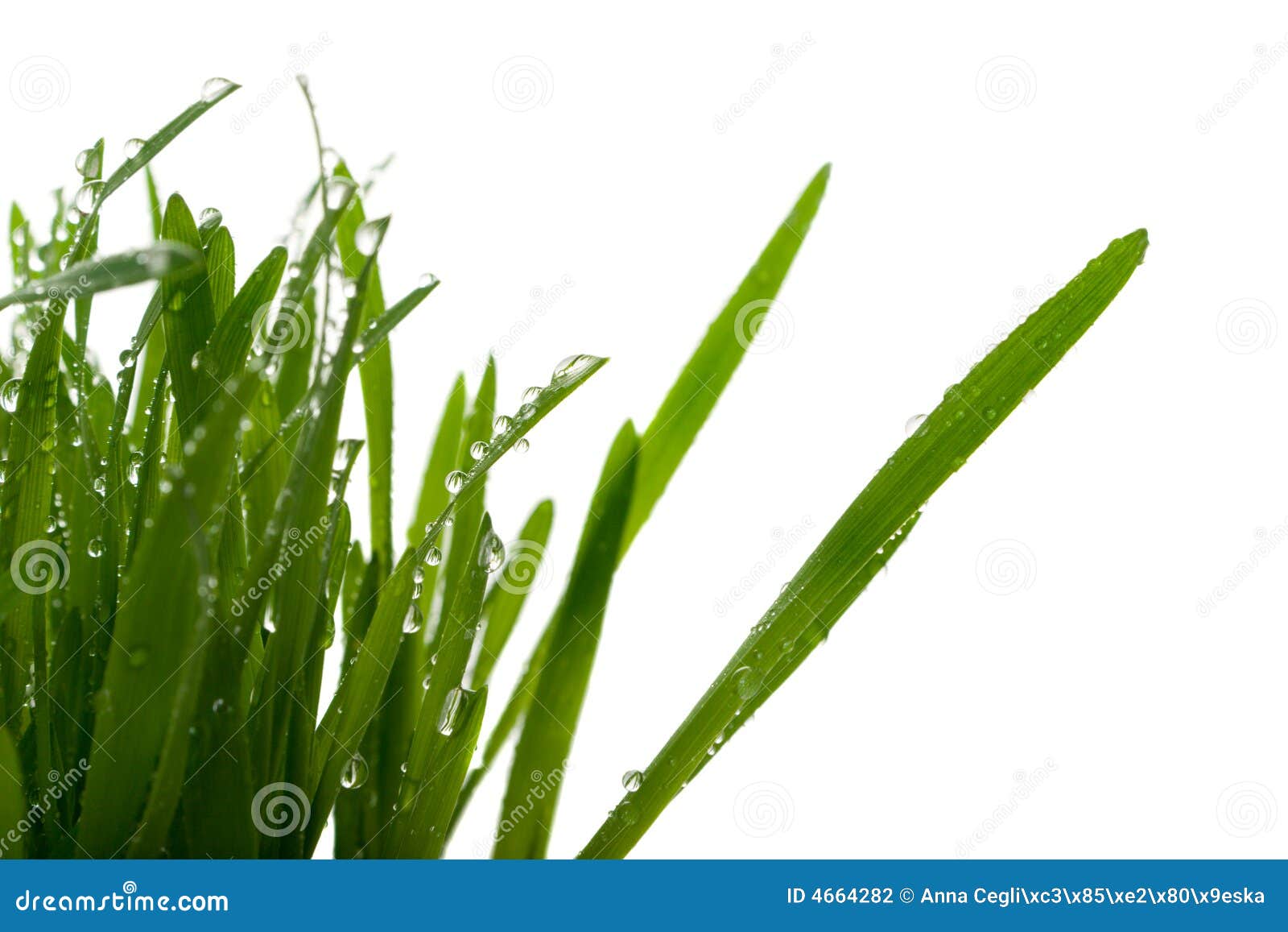 Grass with Drops of Water Isolated Stock Photo Image of field