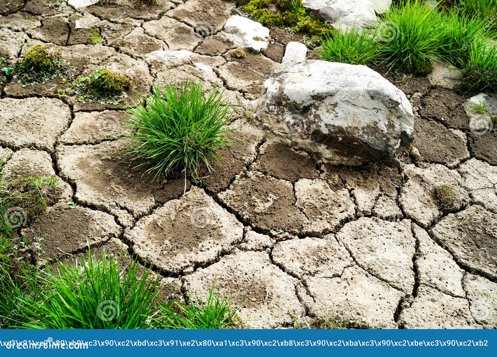 Grass on dry land stock image. Image of nature, plant 65023803