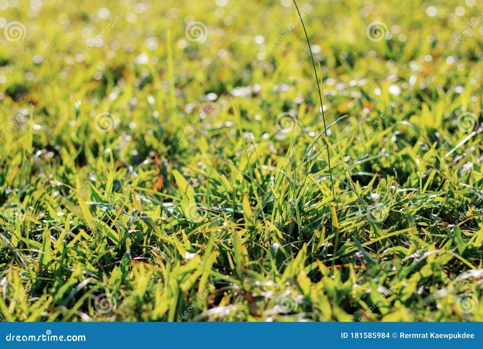 Grass and dry leaves stock photo. Image of fresh, garden 181585984