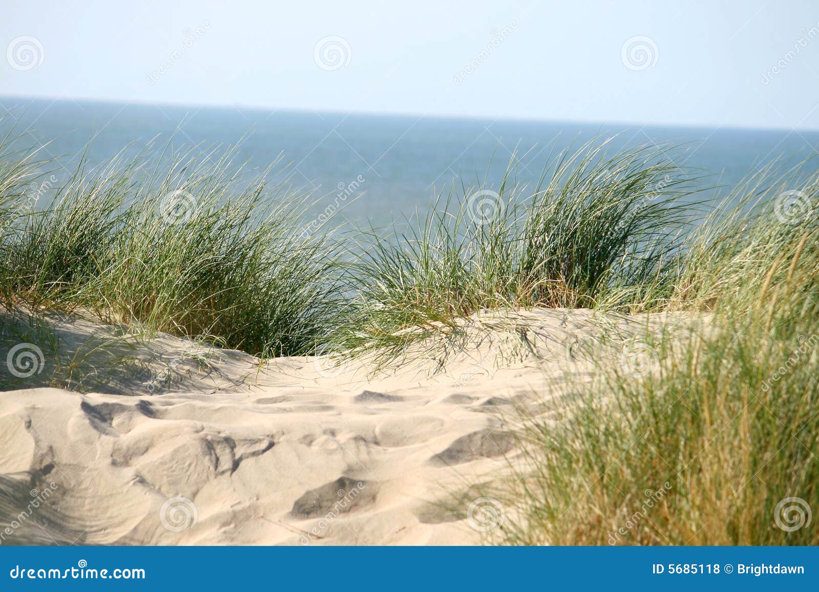 grass on dune