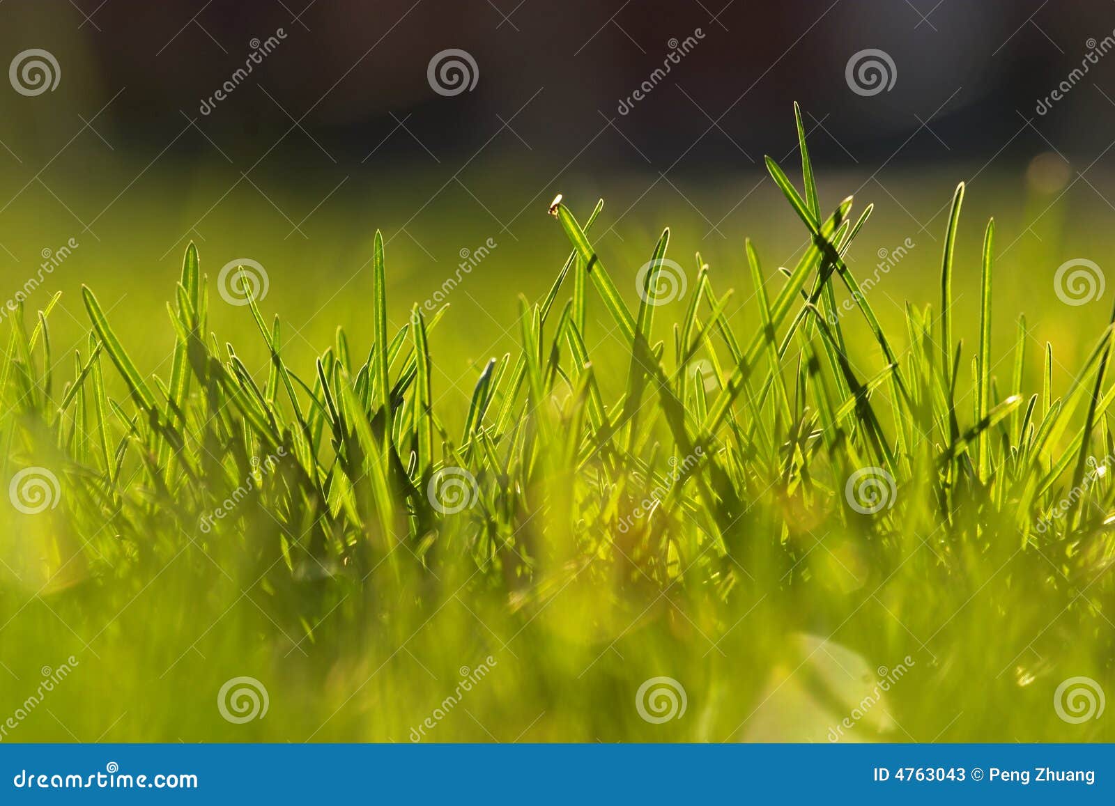 Grass in early spring stock image. Image of spring, beautiful 4763043