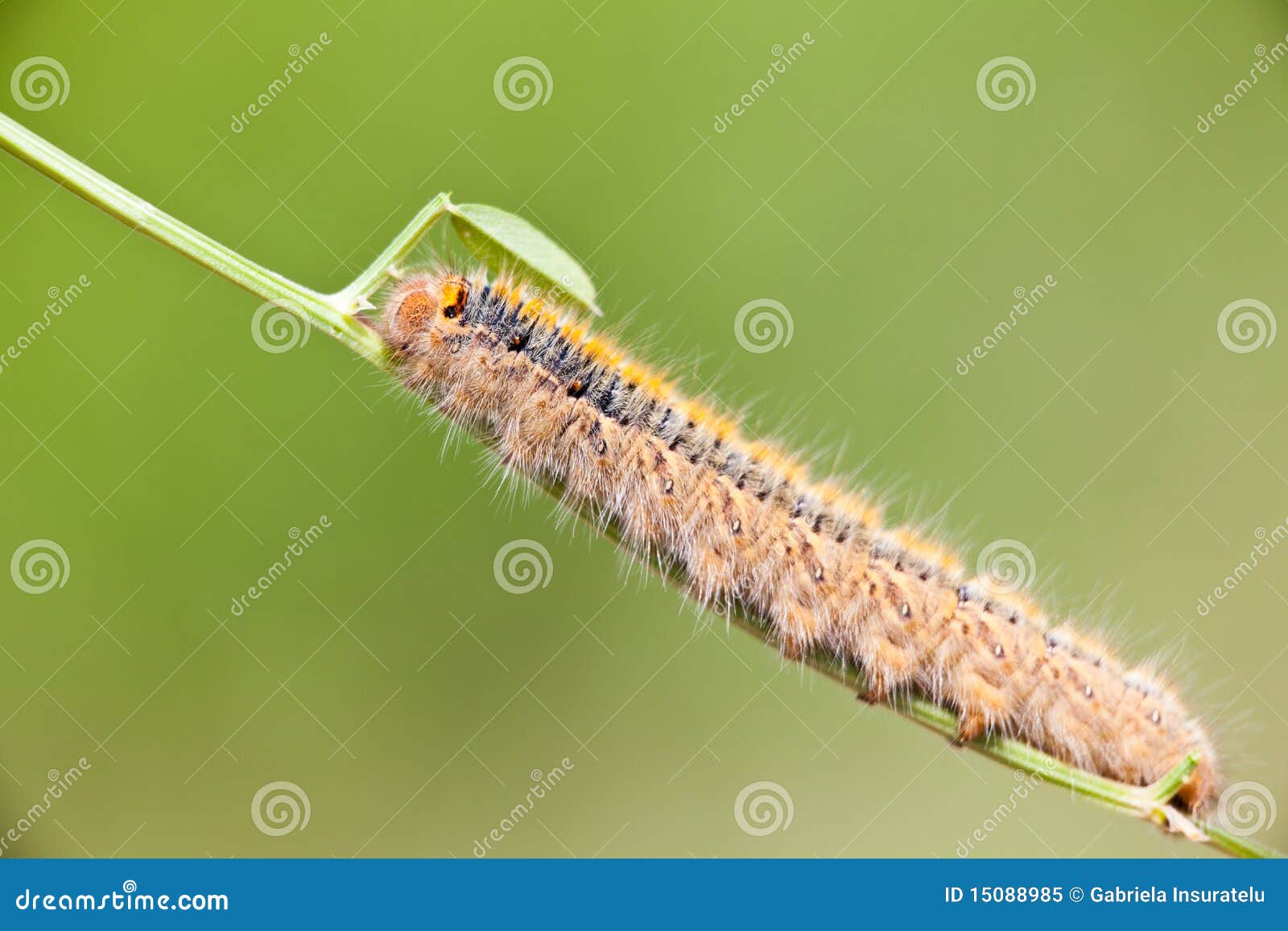 grass eggar caterpillar