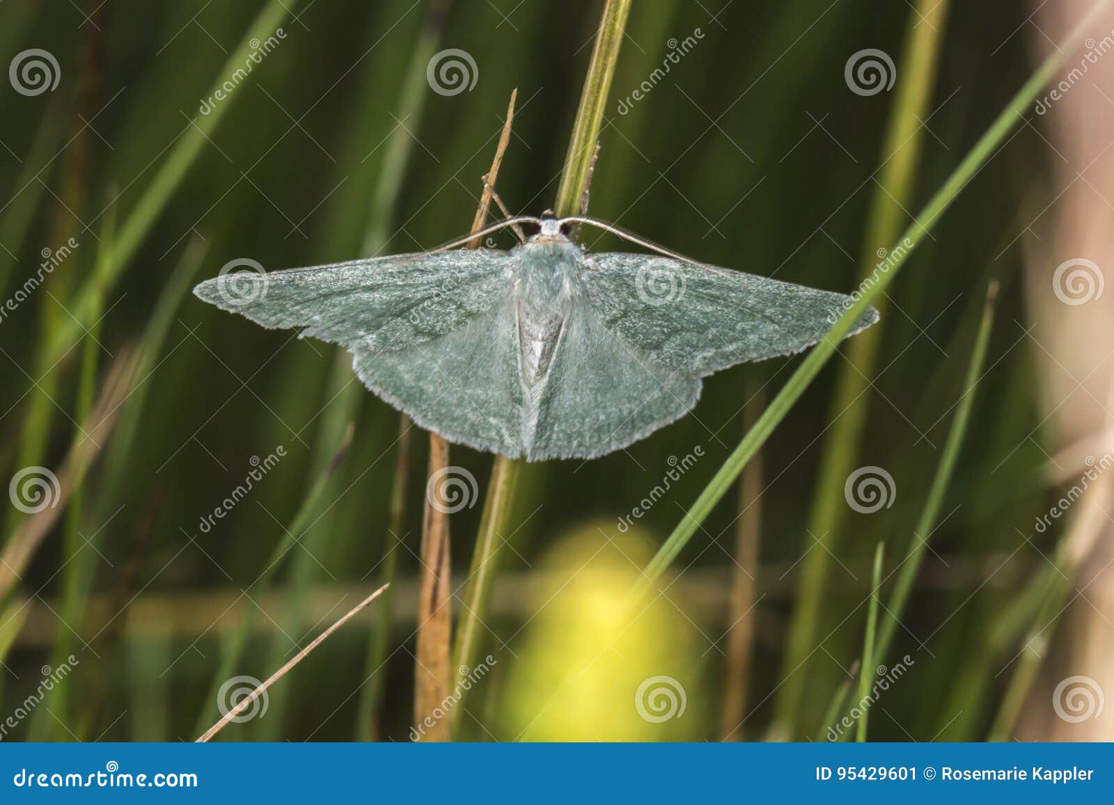 grass emerald pseudoterpna pruinata