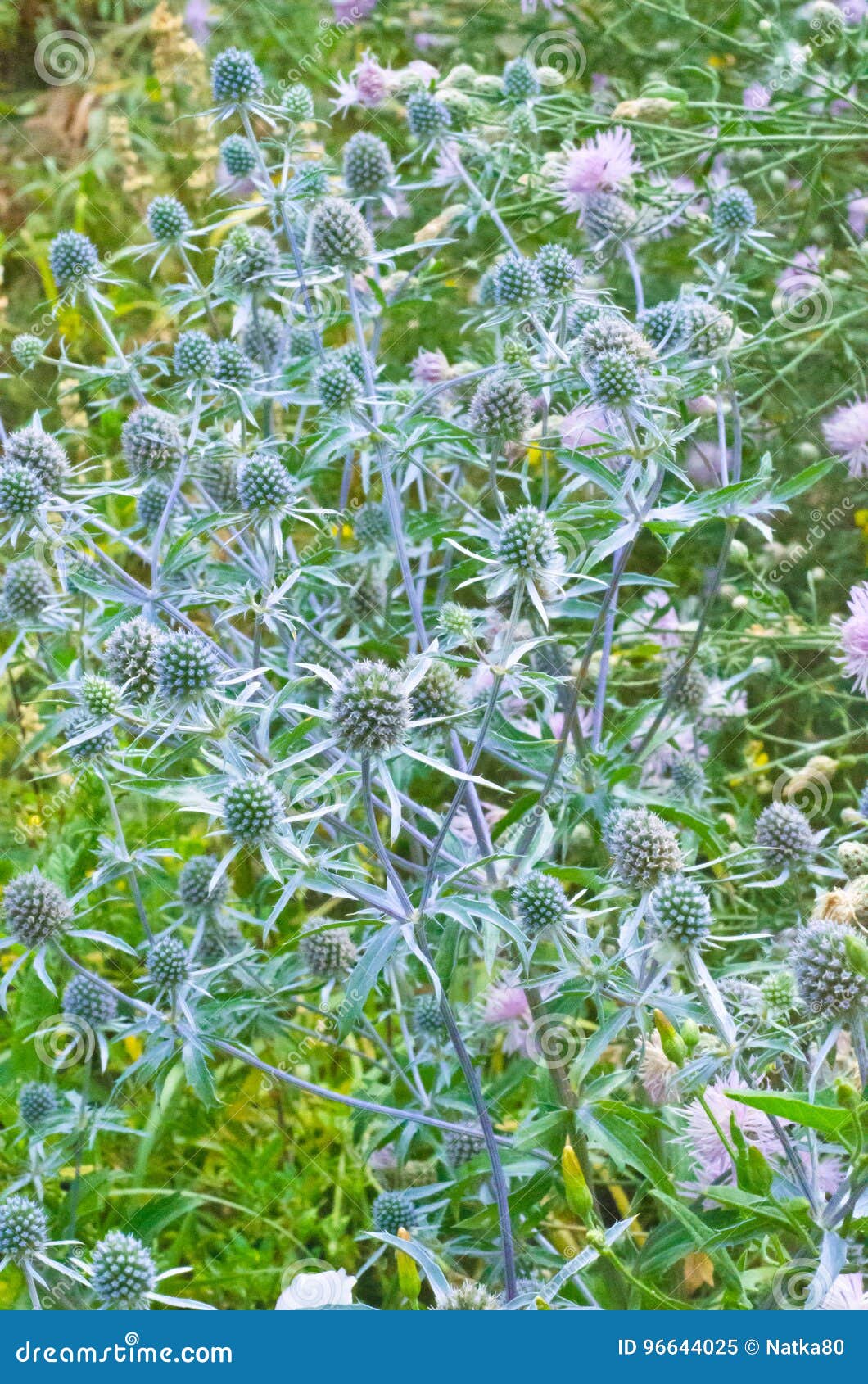 Grass Eryngium Eryngium stock image. Image of close, garden 96644025