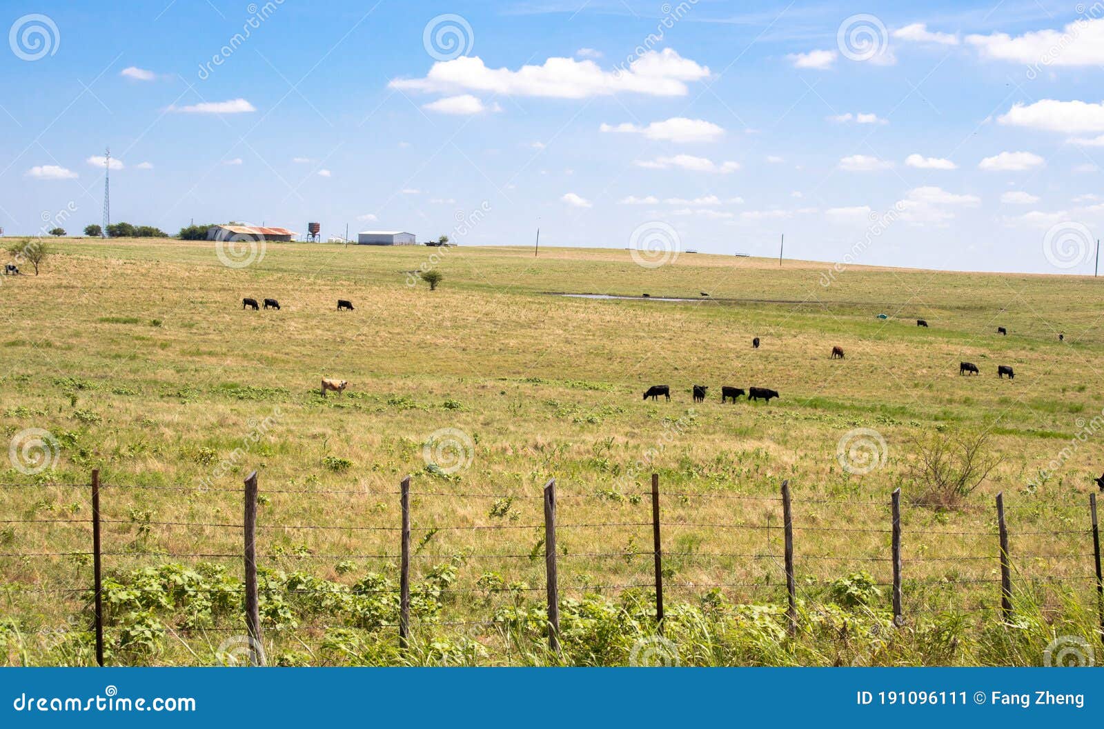 grass fed cows in justin texas