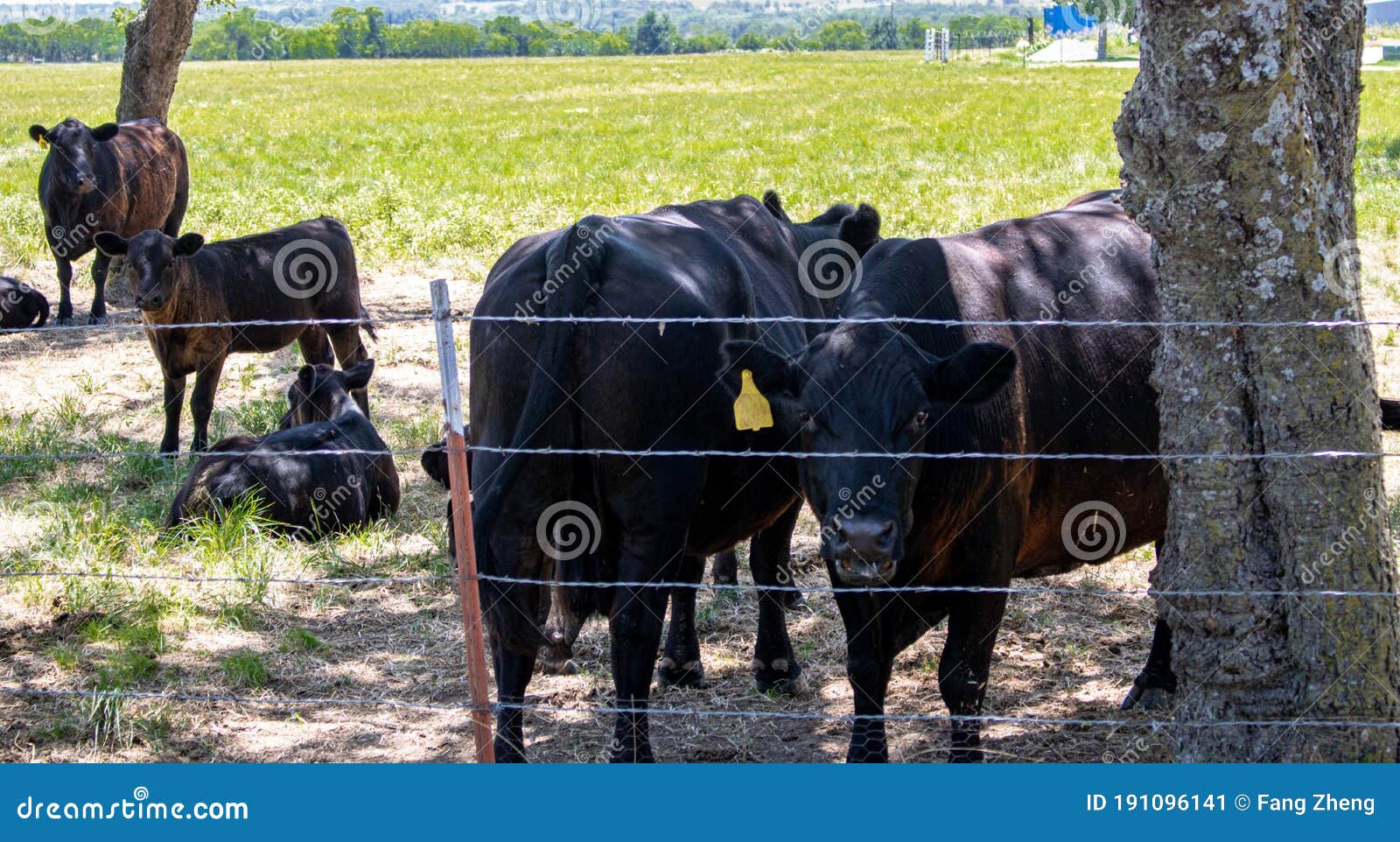 grass fed cows with number tags in justin texas