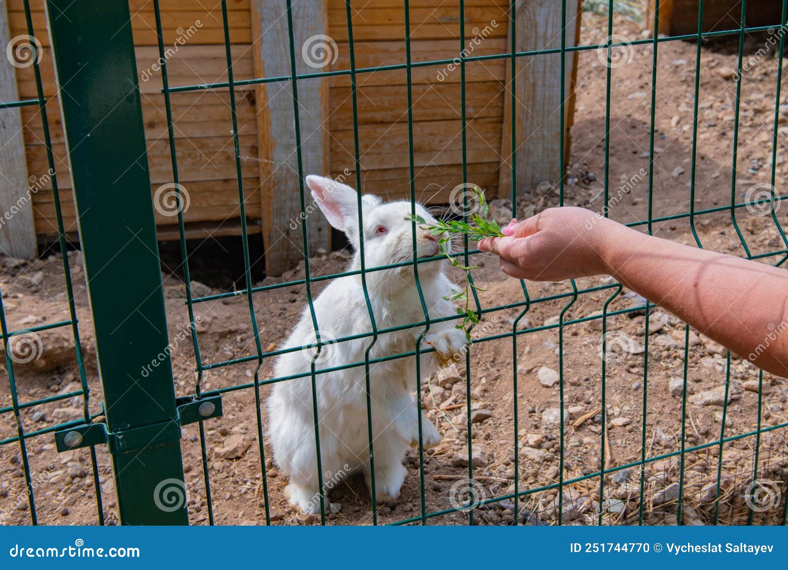 Grass Fed White Rabbit in a Cage Stock Photo Image of grass, natural