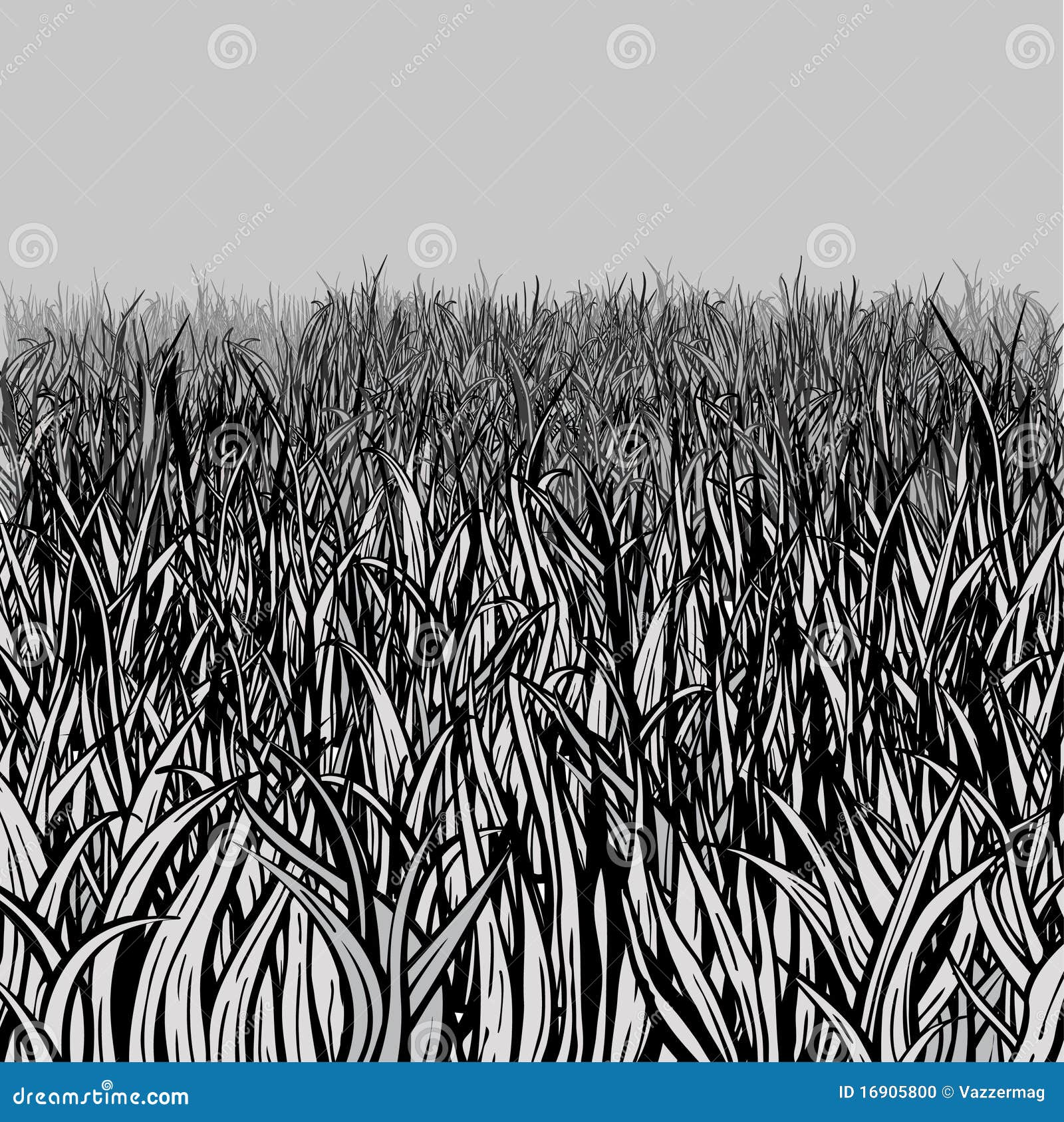 Grass Field Stock Photo - Image: 16905800