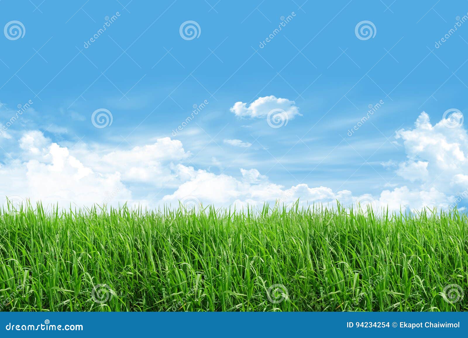 Grass field with blue sky stock illustration. Illustration of plant