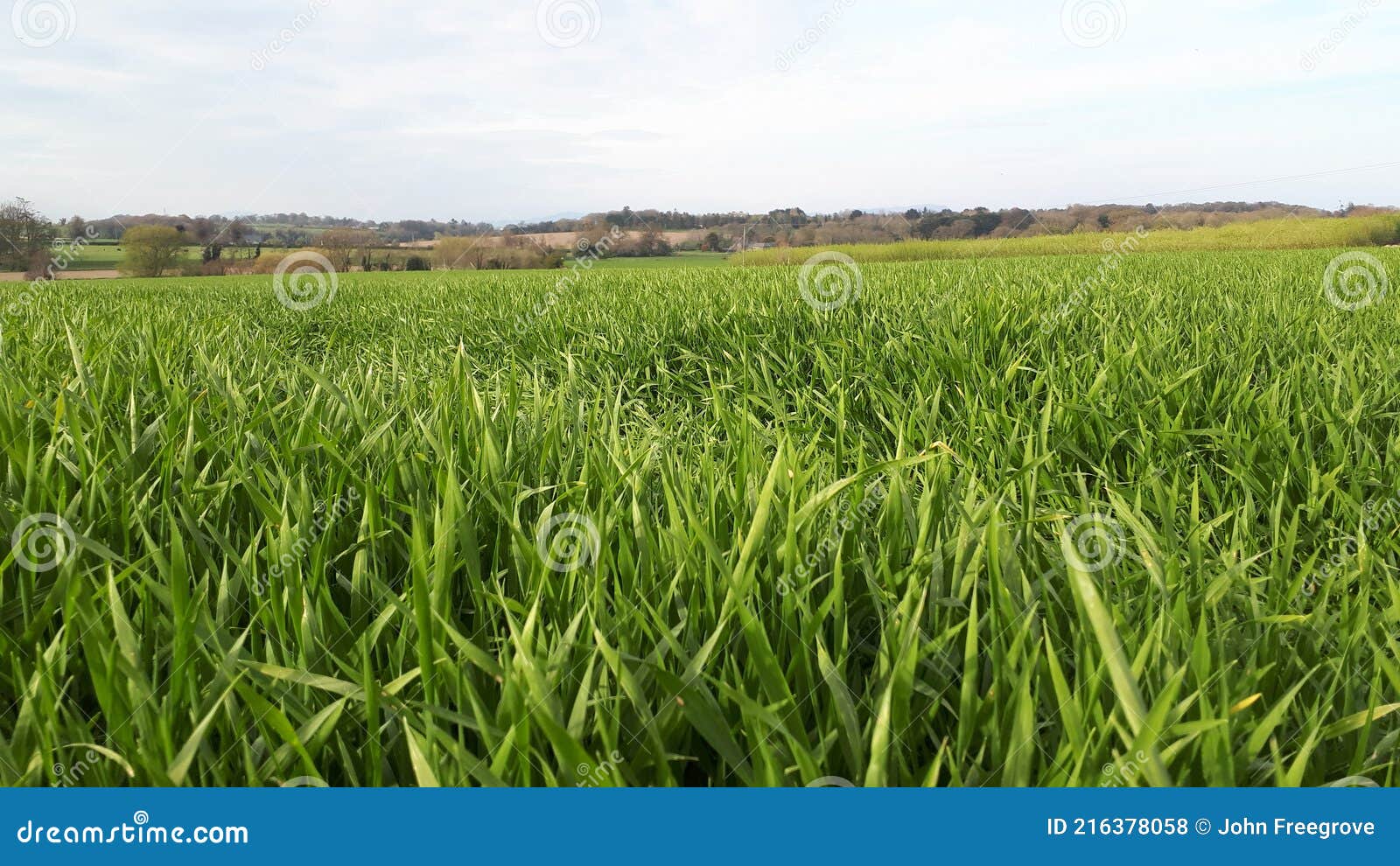 Grass field in Ireland stock photo. Image of grass, horizon 216378058