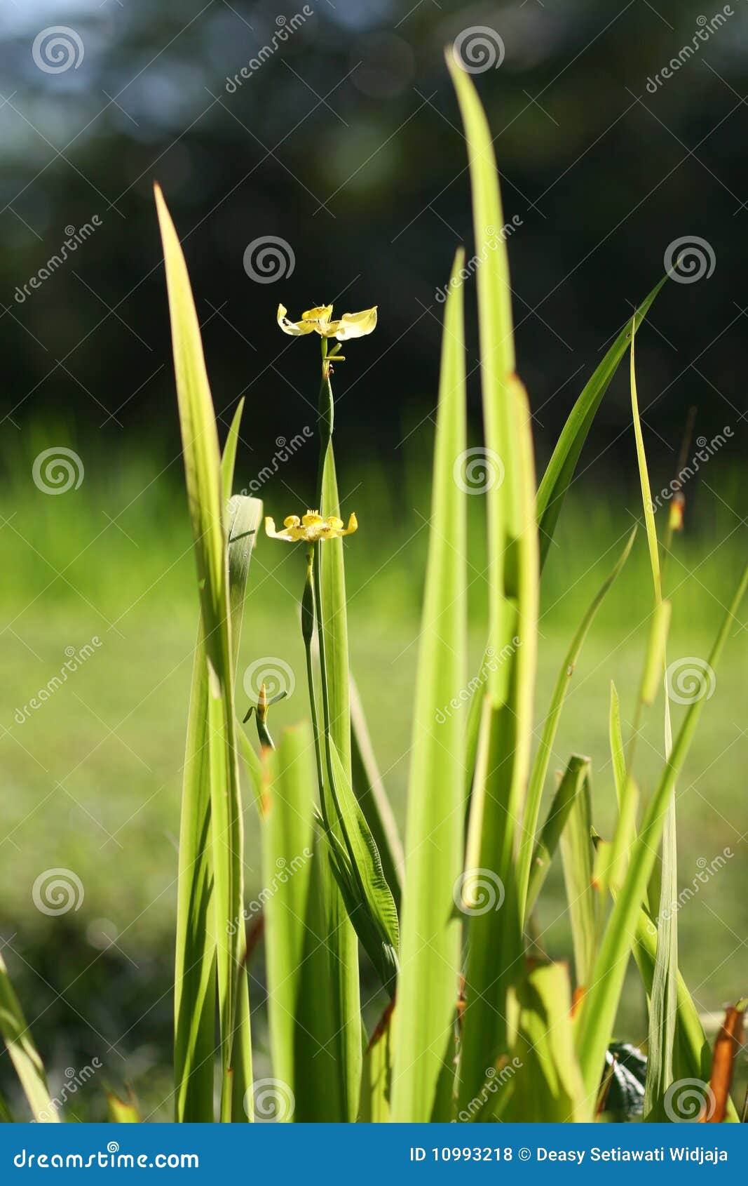 Grass flower stock photo. Image of bloom, close, green 10993218