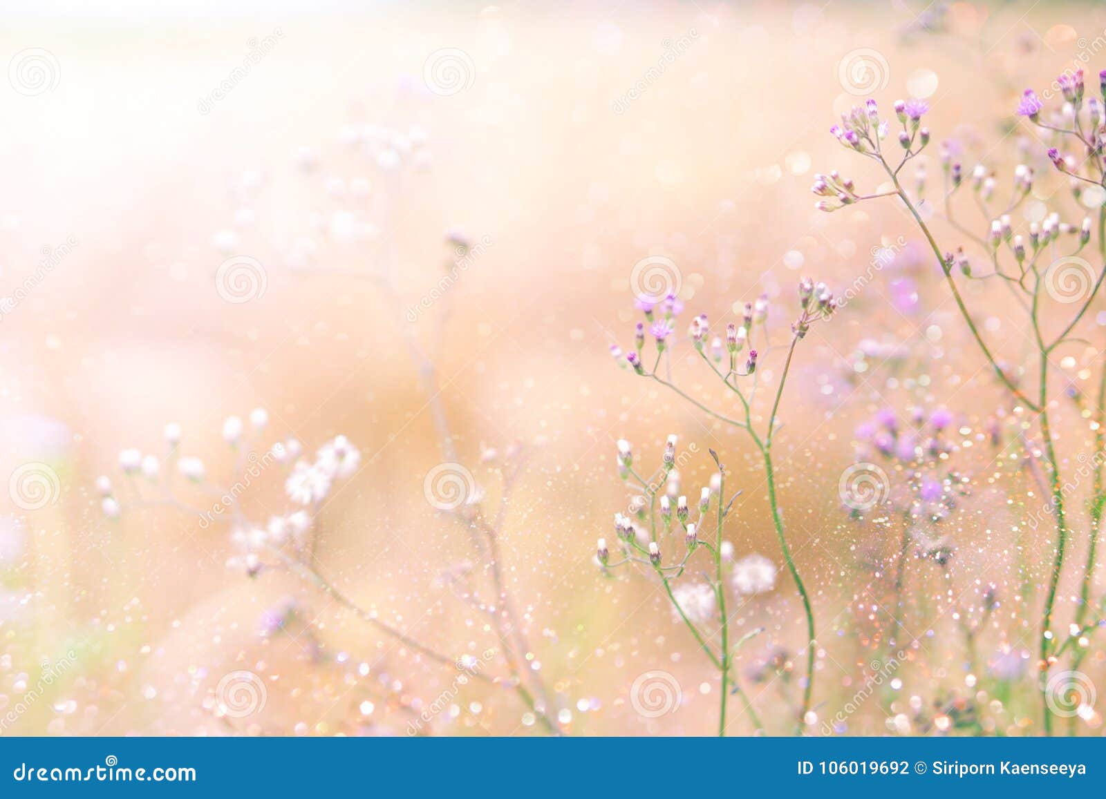 grass flower field in spring background with sunlight soft pink tone