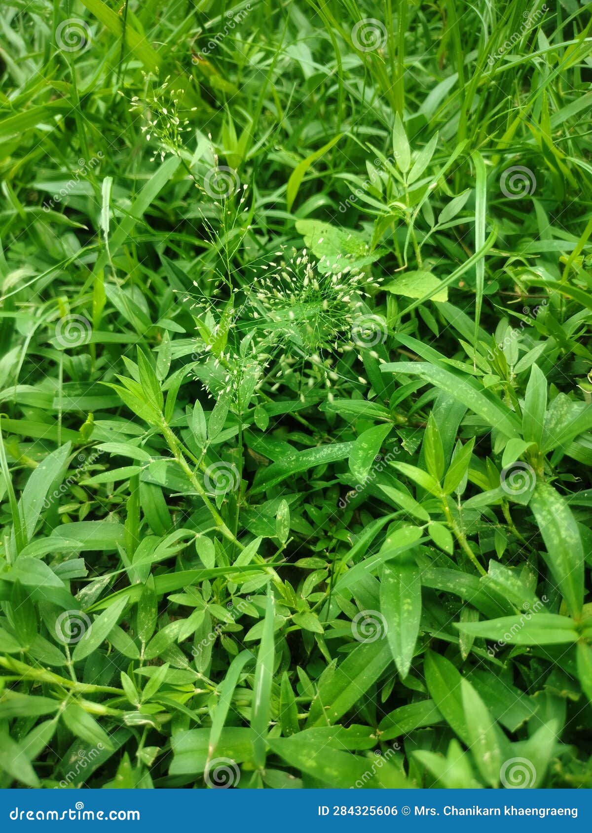 Grass Flowers Grow Together with Weeds on the Ground. Stock Photo