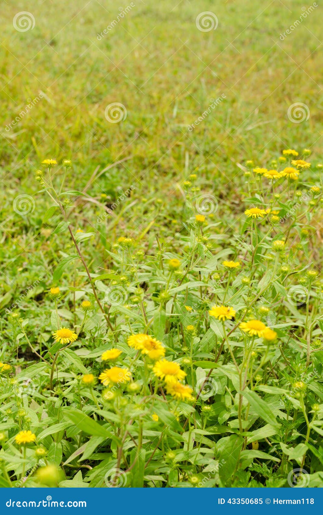 Grass and flowers stock image. Image of white, flowers 43350685