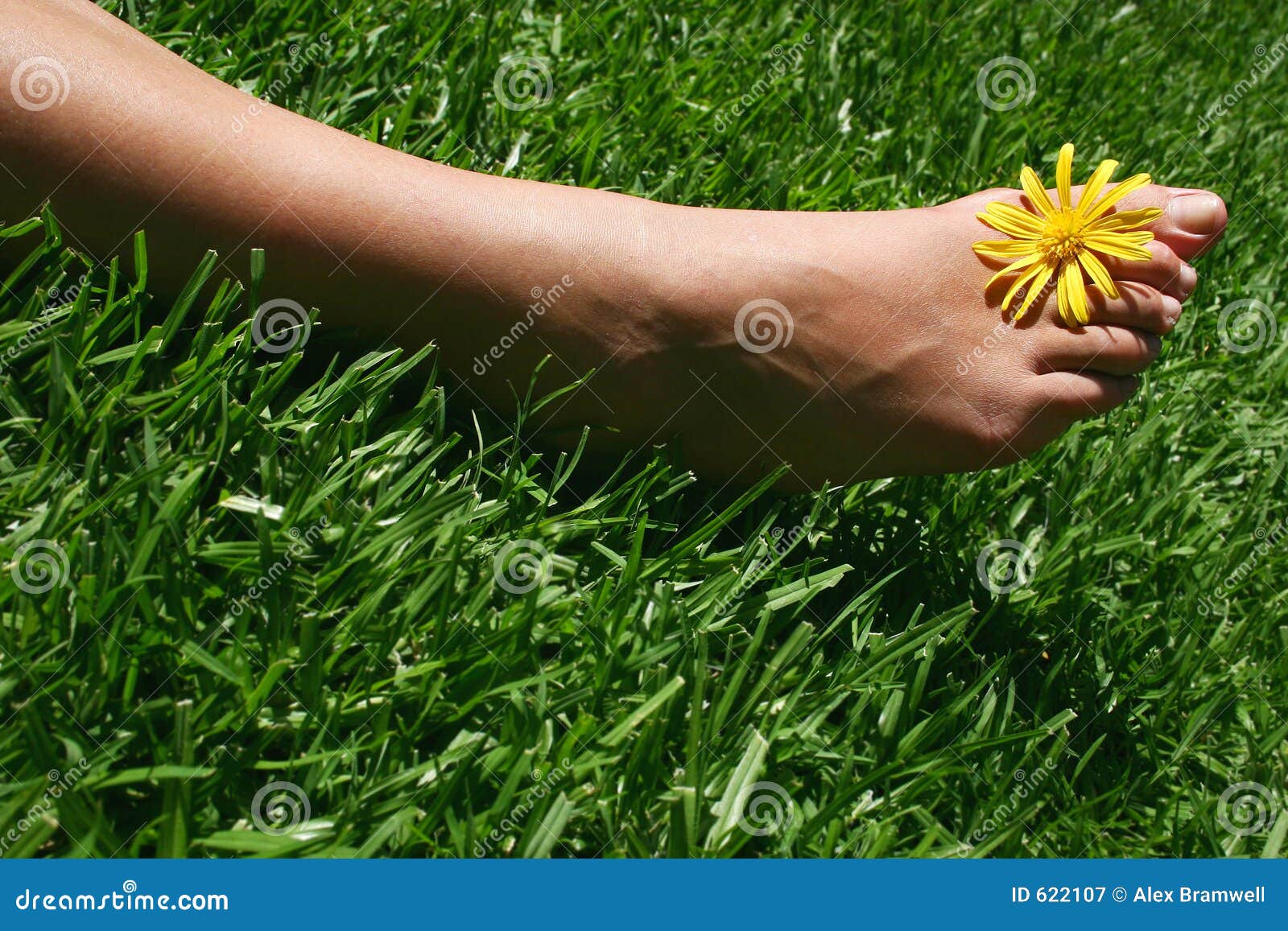 Grass Foot stock image. Image of sunny, sunshine, picnic 622107