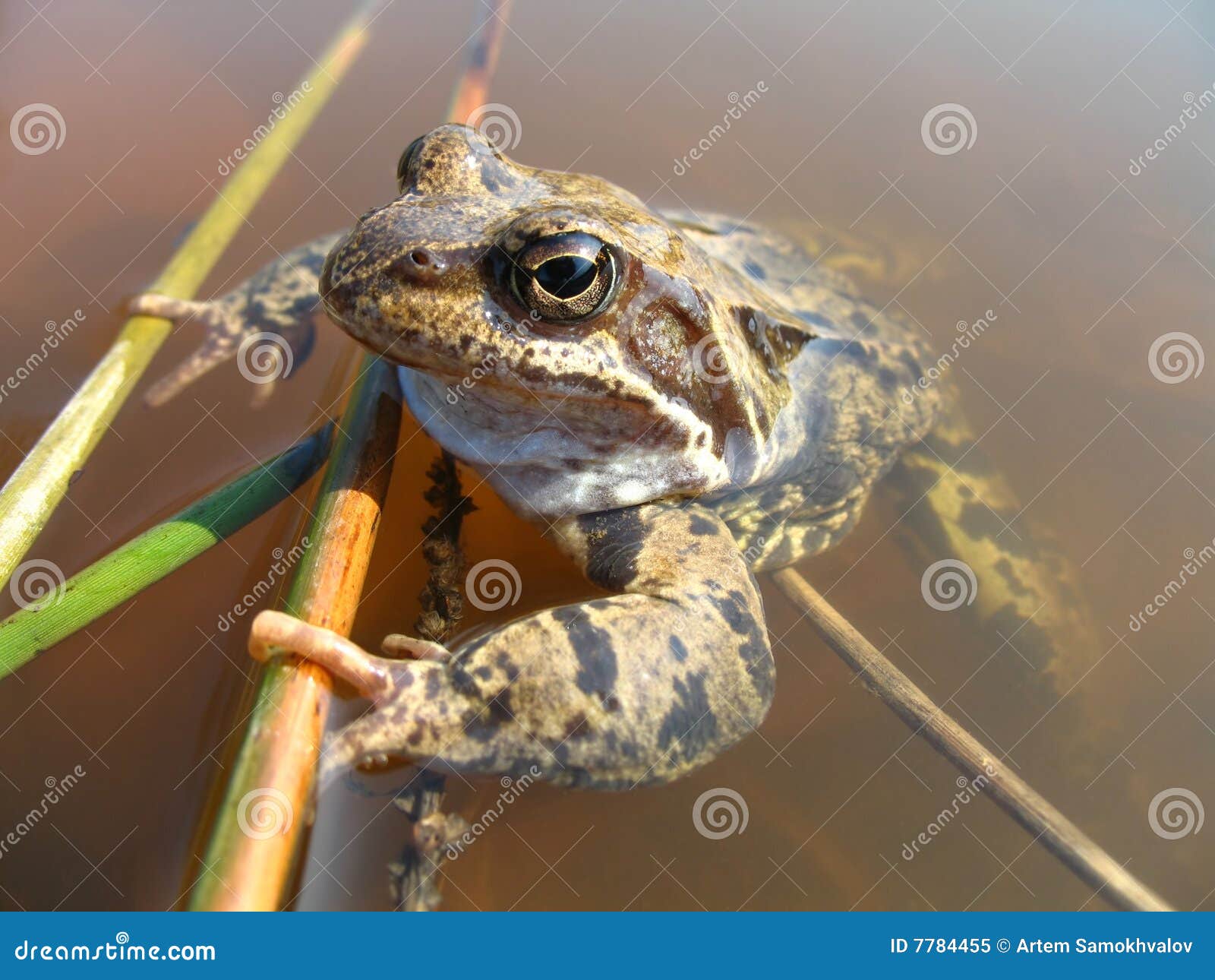 grass frog (rana temporaria)