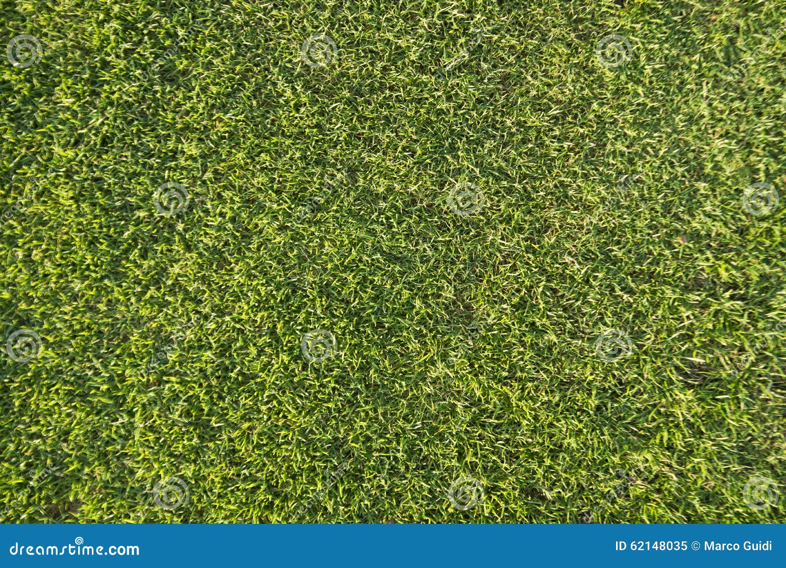 The grass on a golf course stock image. Image of summer 62148035