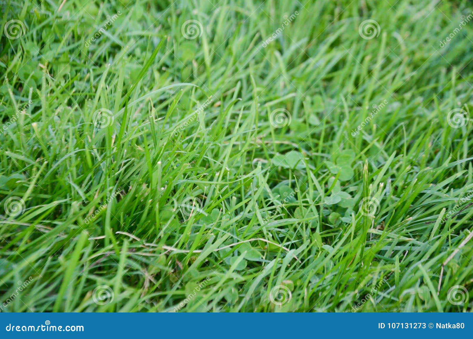 Hình ảnh nền cỏ xanh stock đẹp mắt, mang lại cảm giác mát mẻ và tự nhiên cho người xem. Được chụp bởi các nhiếp ảnh gia tài năng, hình ảnh này sẽ đem lại cho bạn những ý tưởng sáng tạo và làm mới cho mọi dự án của bạn. Hãy thưởng thức hình ảnh này ngay hôm nay!