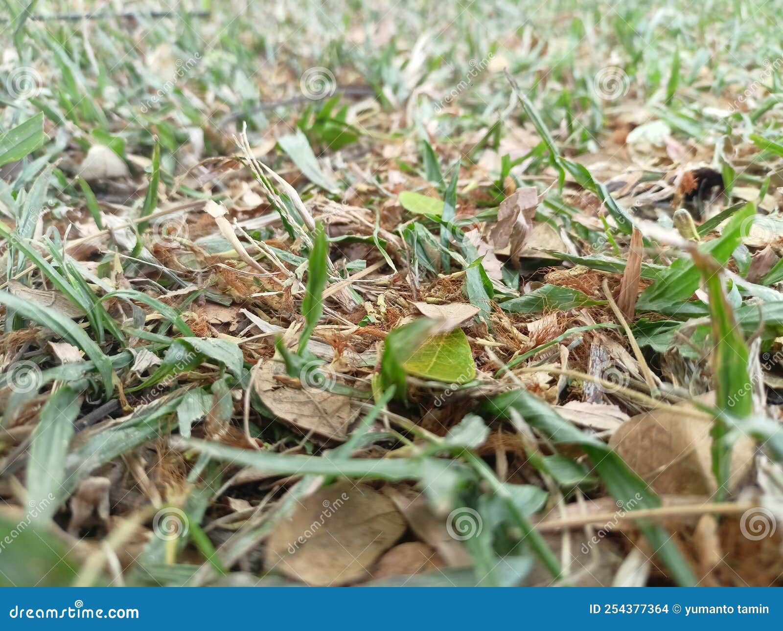 A the Grass is Green but Some are Dry Stock Photo Image of greengrass