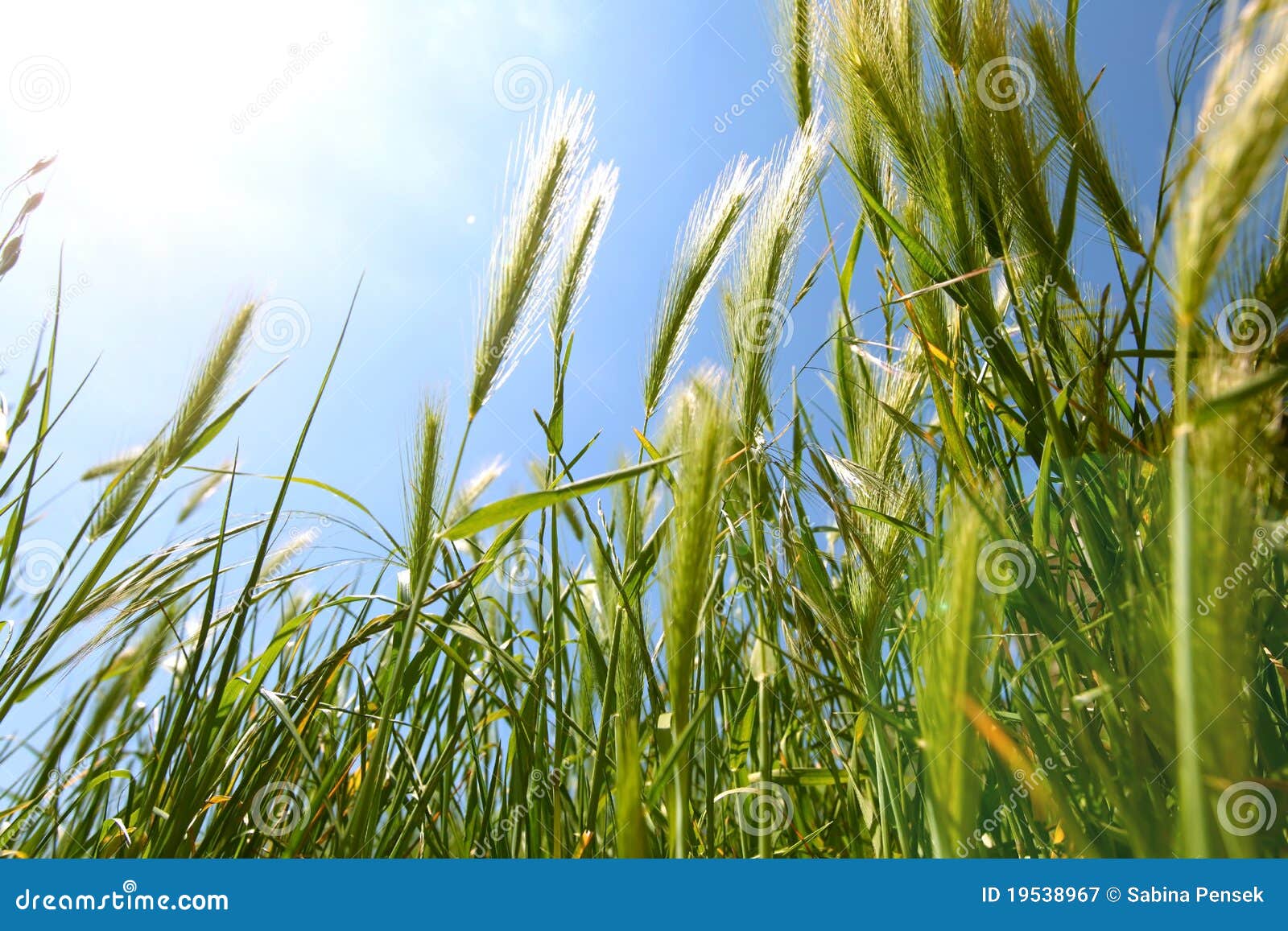 Grass of growing barley stock image. Image of cultivated 19538967