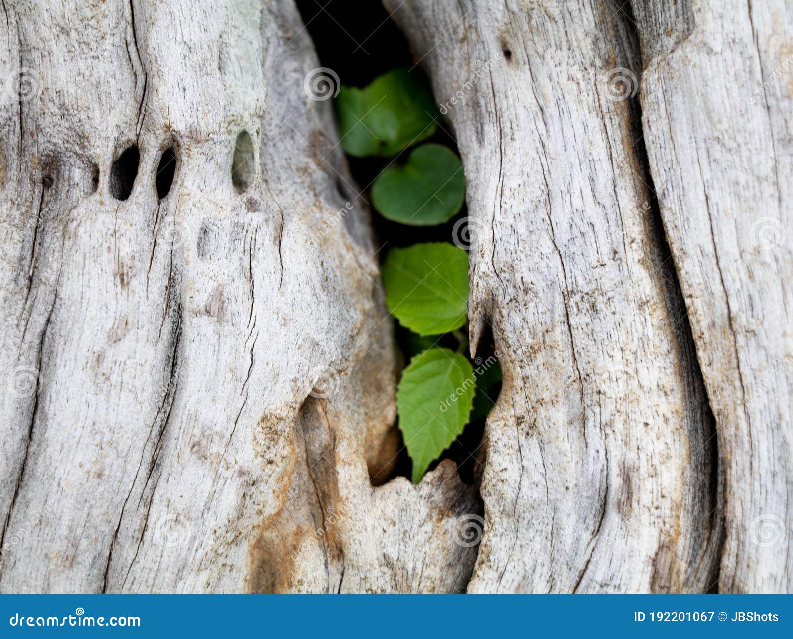 Grass Growing in a Old Tree Root Stock Image Image of weed