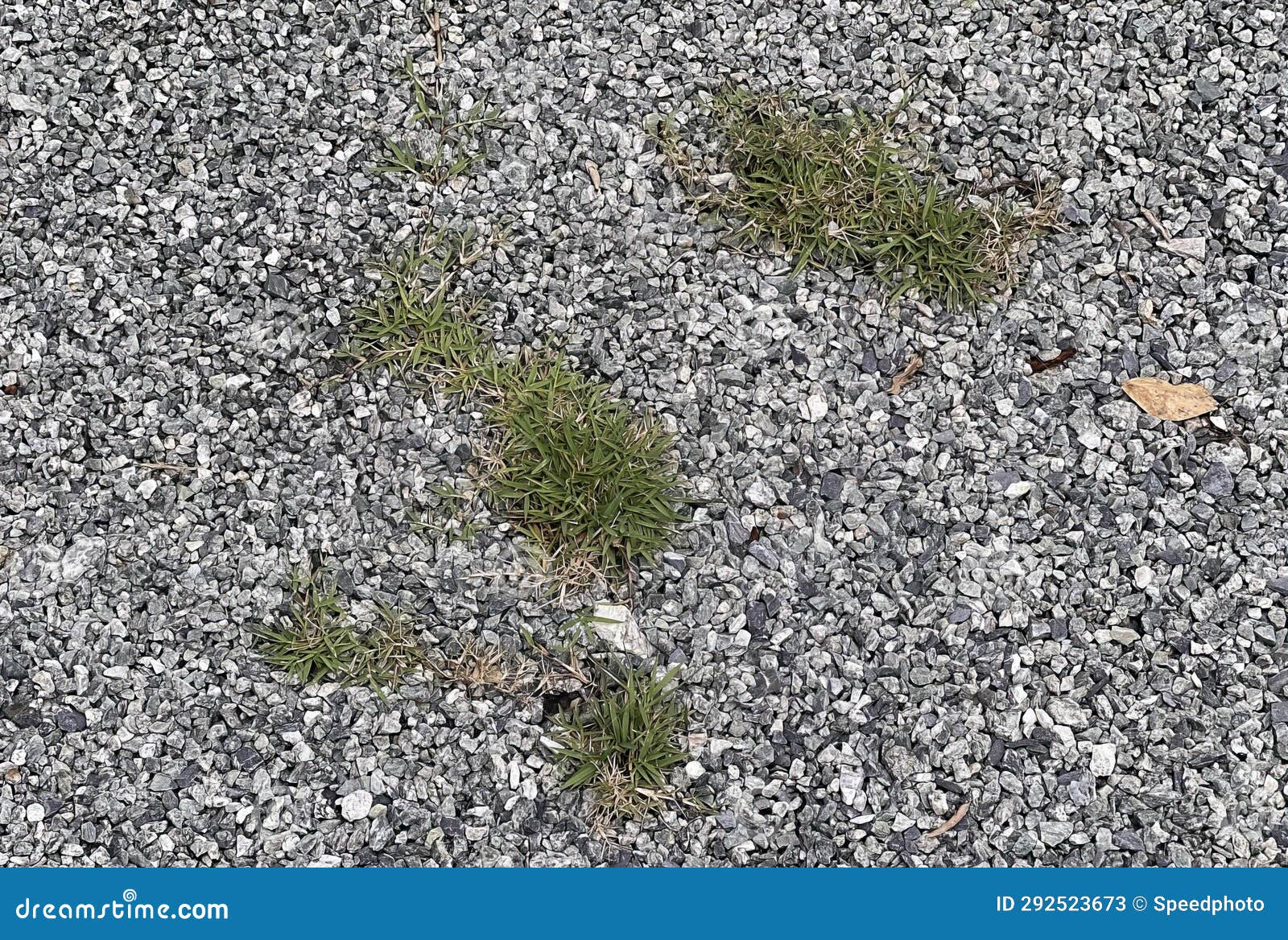 Grass Growing in the Gravel Stock Image Image of silt, nature 292523673