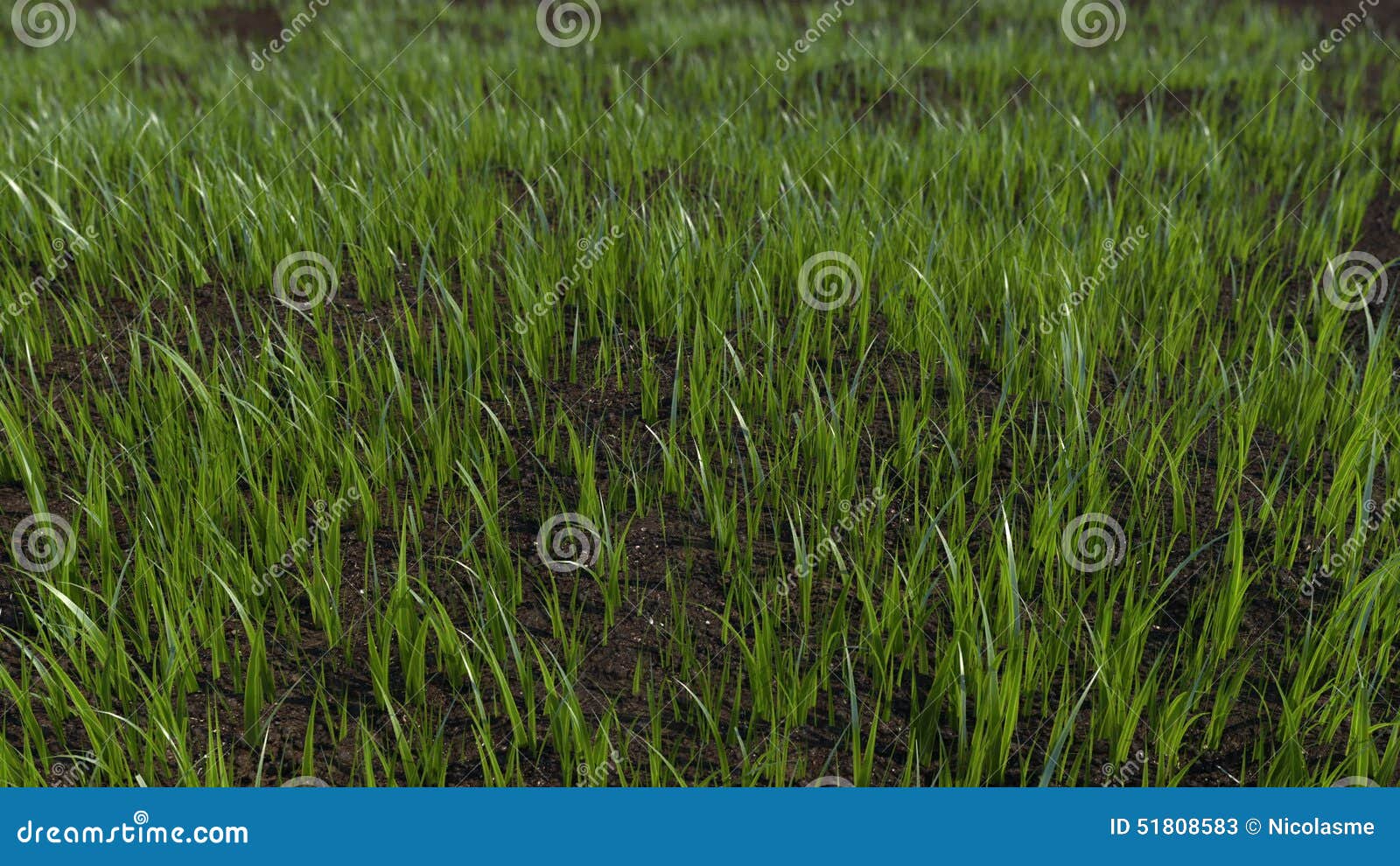 Grass Growing 4K TimeLapse Stock Video Video of earth, growing 51808583