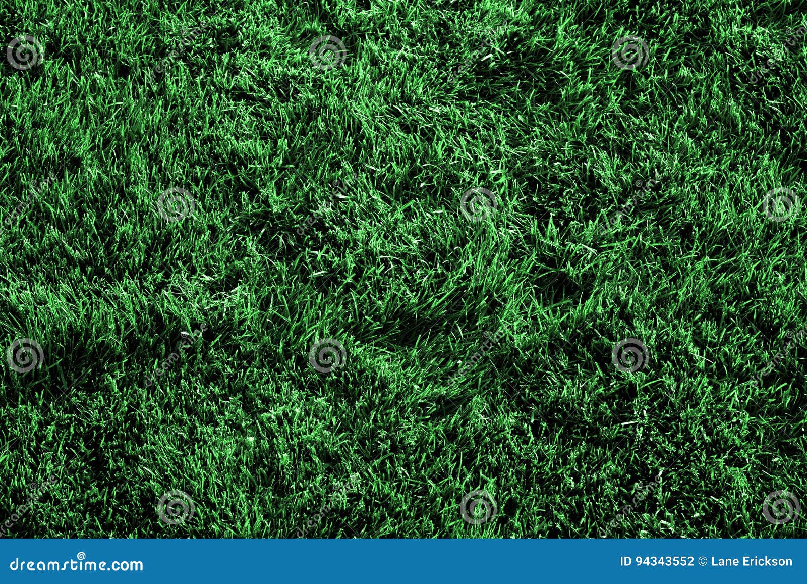 Grass Growing Lush Green Lawn Stock Photo Image of fresh, botany
