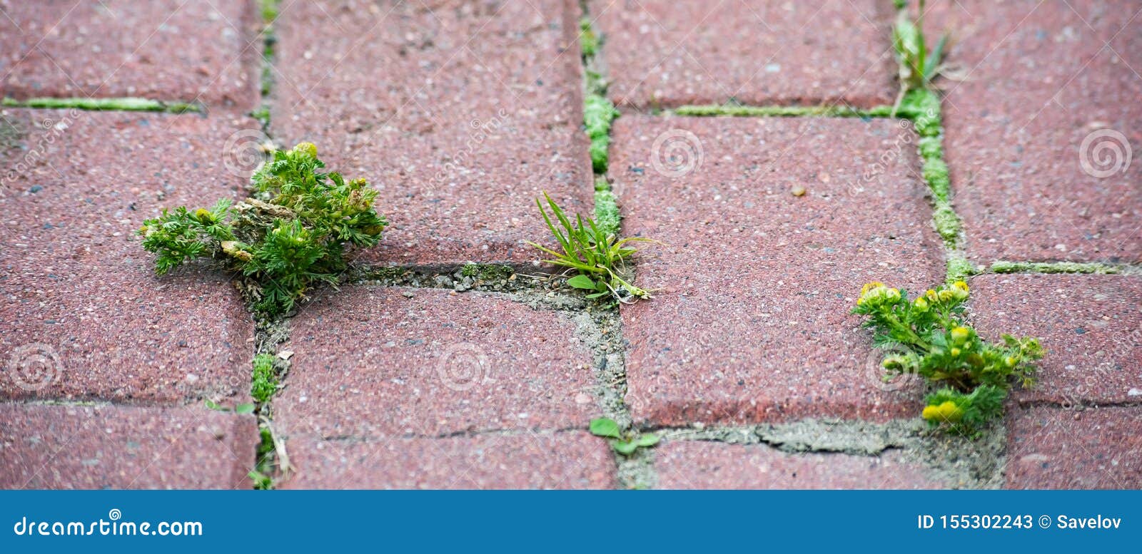 Grass Growing through Red Rectangular Paving Stones Stock Image Image