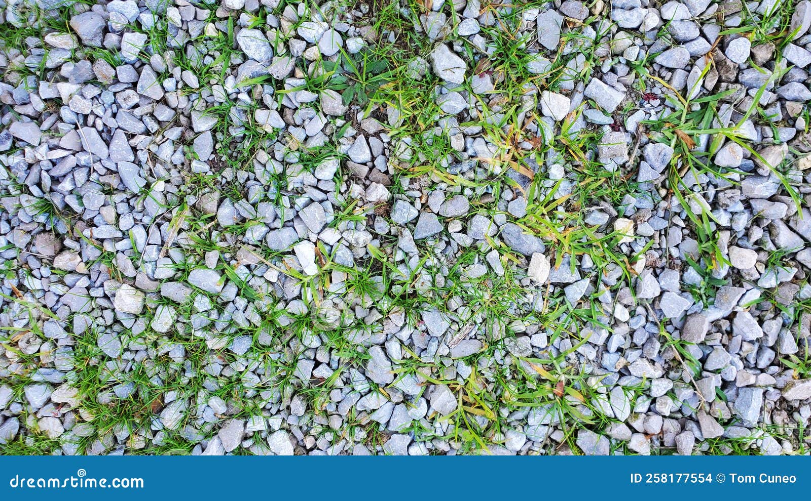 Grass Growing Thru a Gravel Driveway Stock Photo Image of evergreen