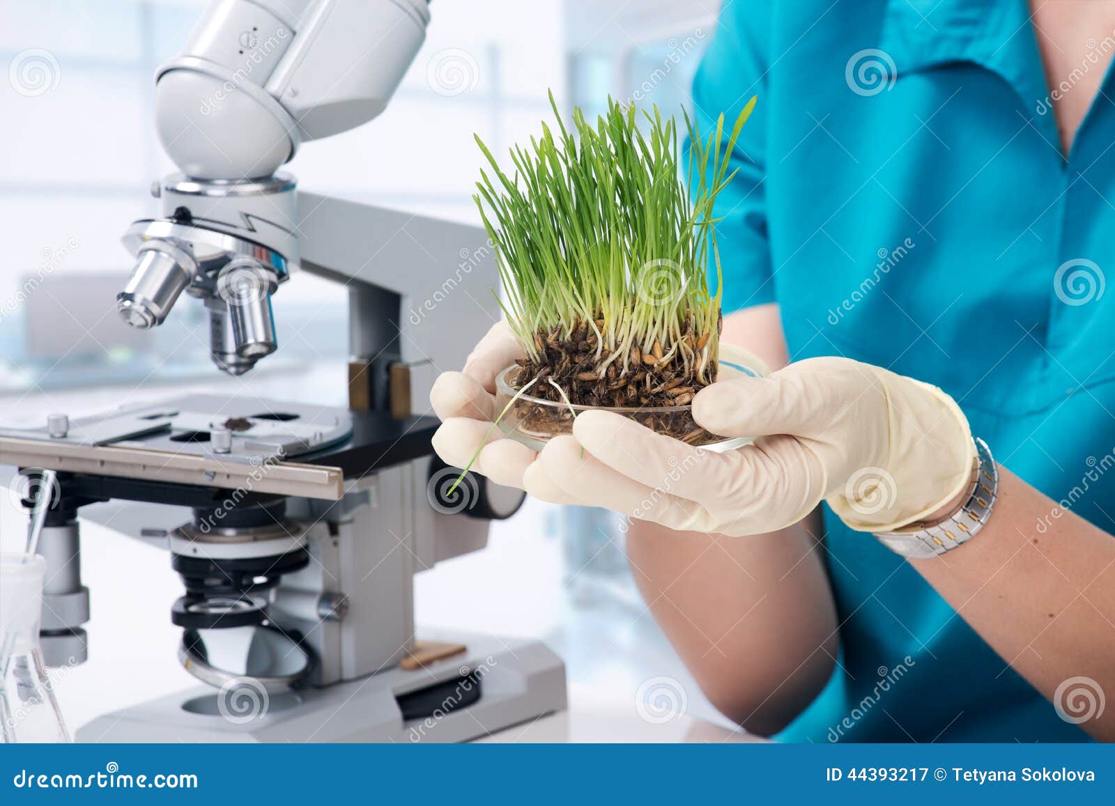 Grass Grown in the Laboratory Stock Image Image of glass, closeup
