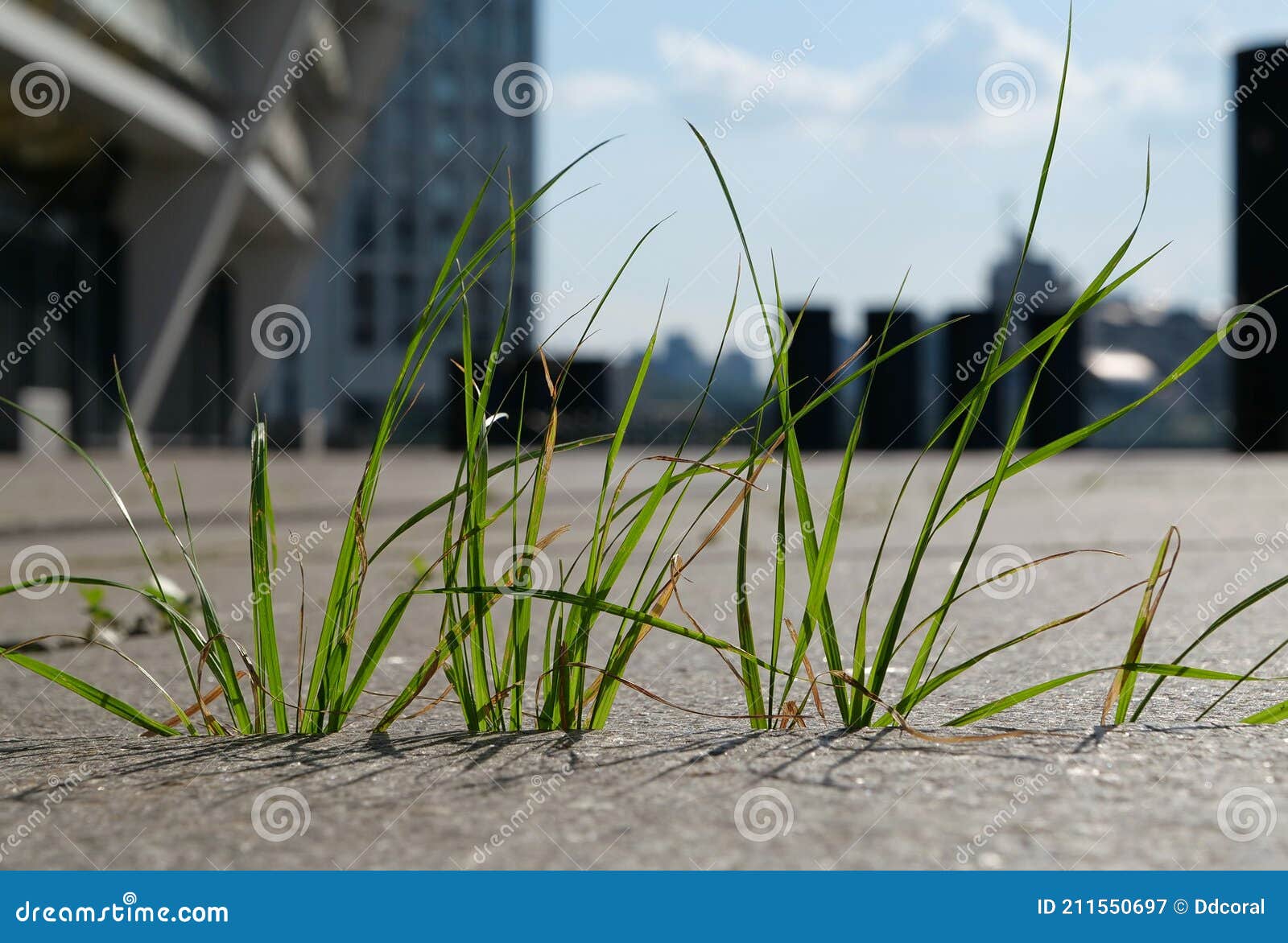 The Grass Grows from the Concrete Slabs of the Sidewalk in City Stock Image Image of city