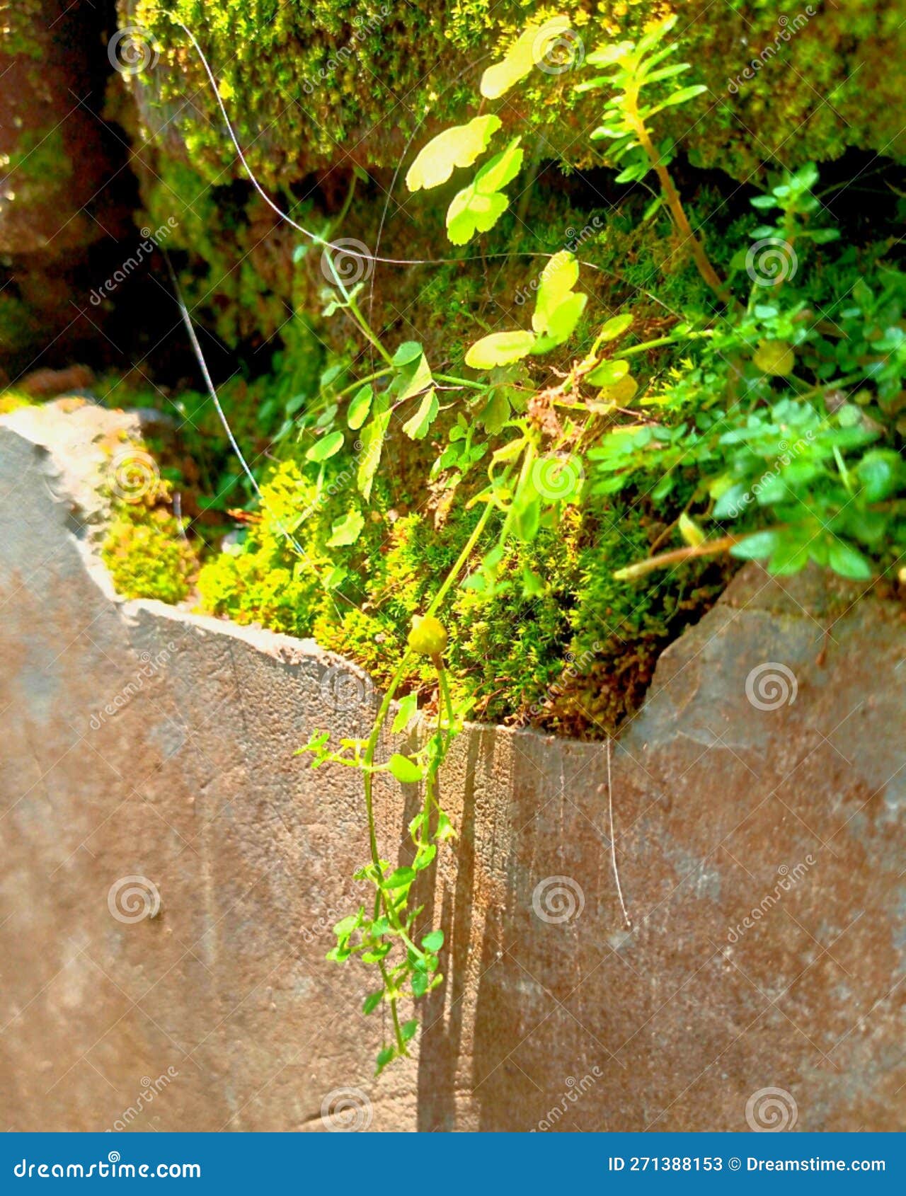 The Grass that Grows between the Cracks in the Wall Stock Image Image
