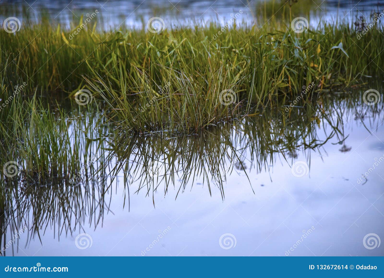 Grass Grows in the Lake and Water at Sunset Stock Photo Image of