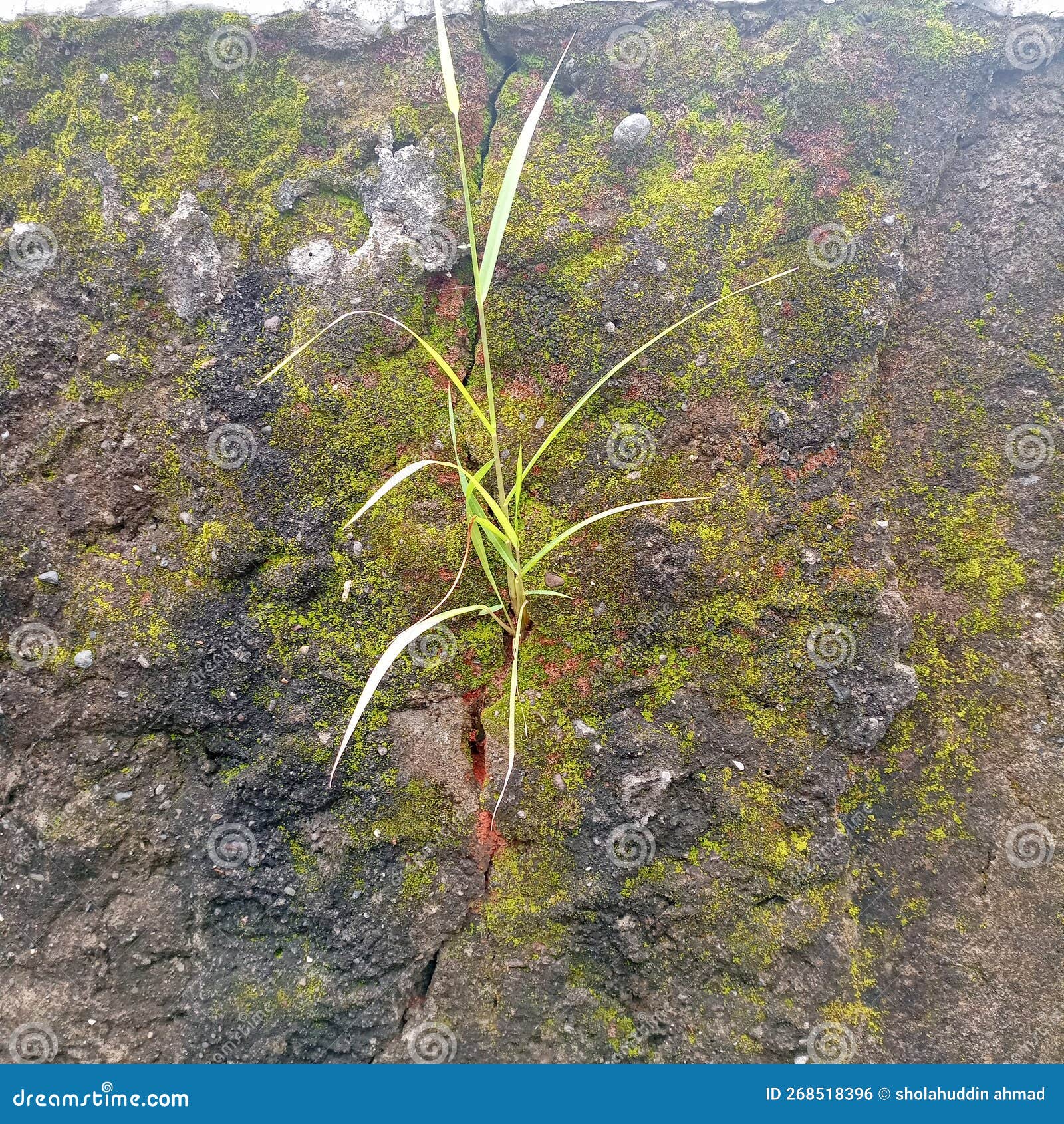Grass Grows in the Mossy Cracks in the Walls Stock Photo Image of