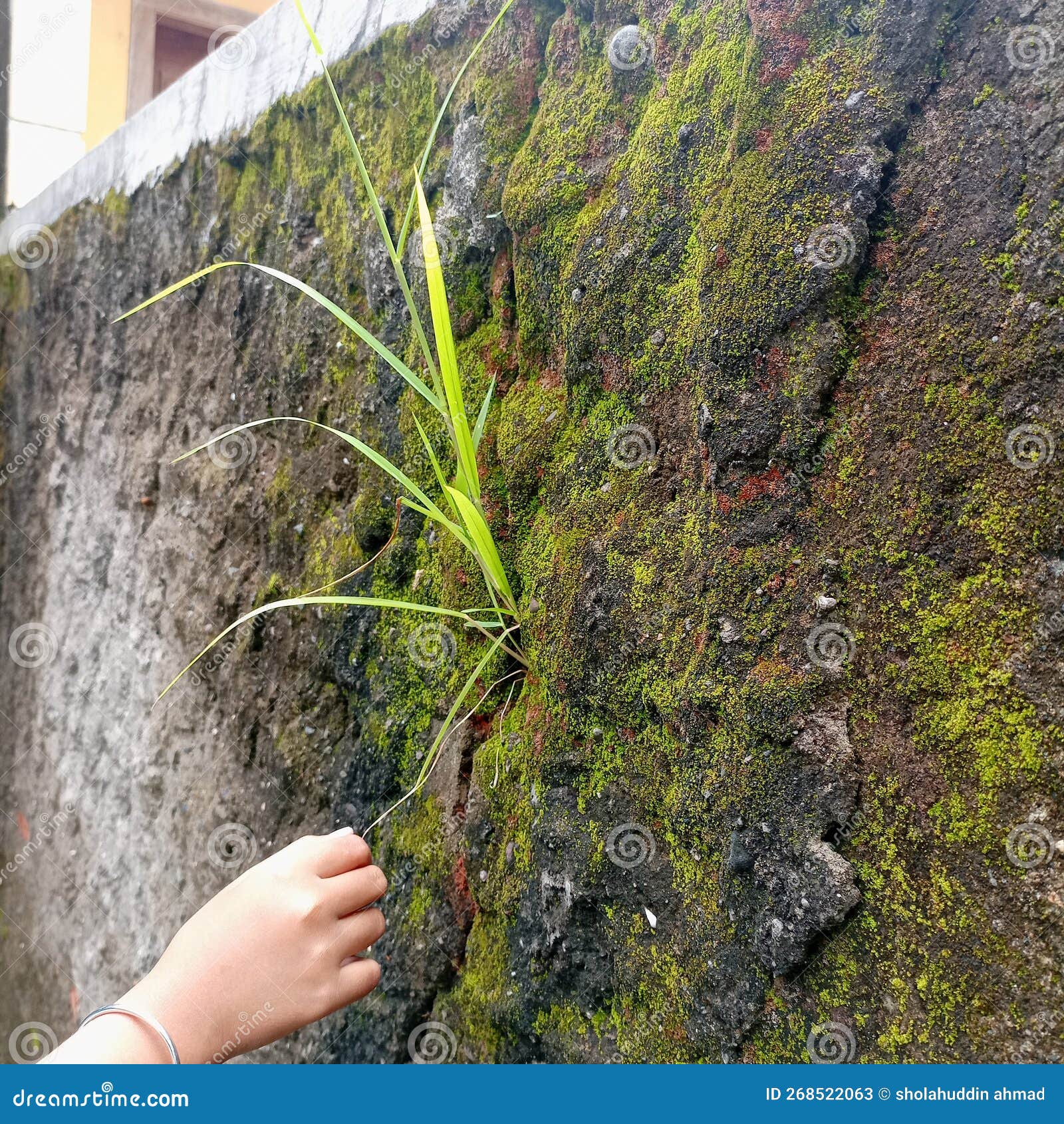 Grass Grows on the Mossy Walls of the House Stock Image Image of wall