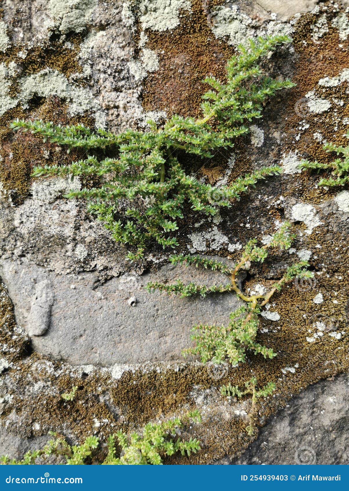 The Grass that Grows on the Rock Wall Thrives Stock Image Image of