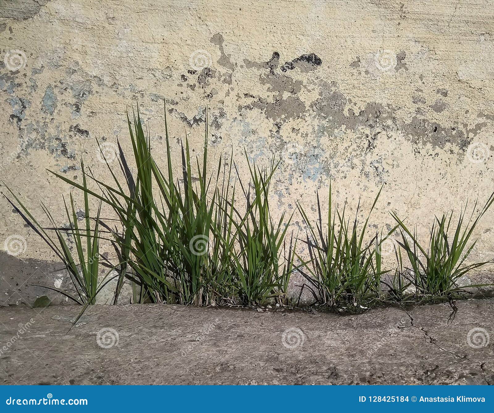 Grass Grows in a Row on the Cement Stock Photo Image of grows, gray