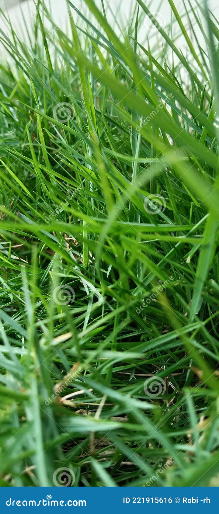 This Grass Grows Very Thick and Green Stock Photo Image of view