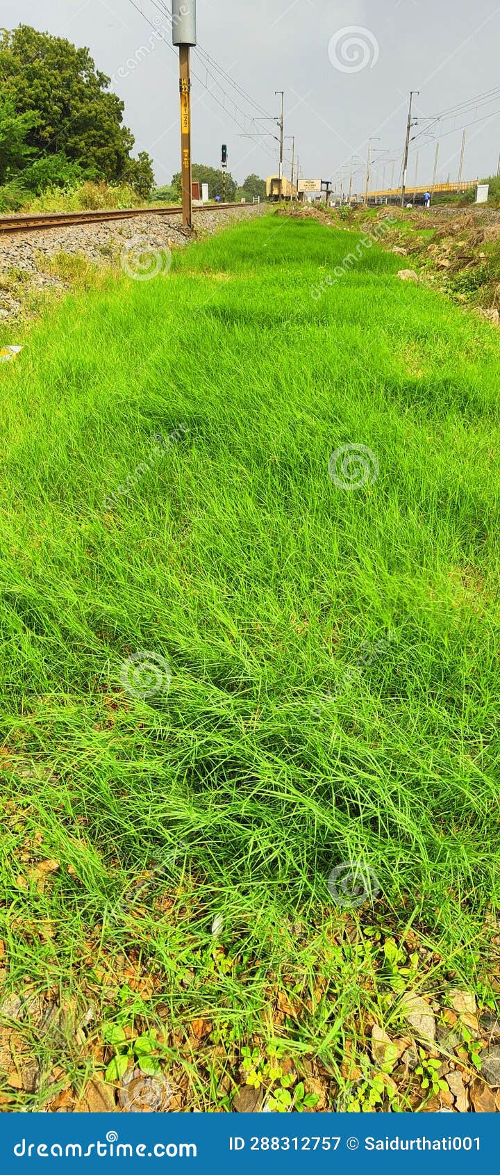 grass iron pols