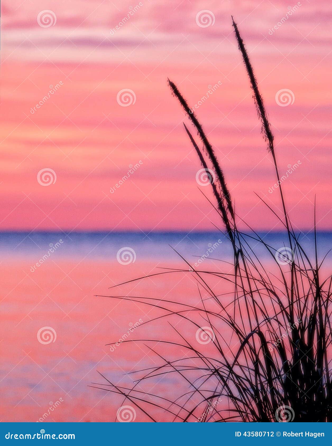 Grass on Lake Michigan stock photo. Image of michigan 43580712