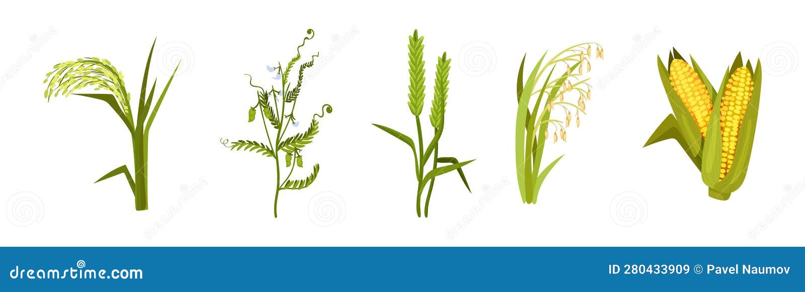 Grass Legume and Cereal Crops As Agricultural Plant Vector Set Stock