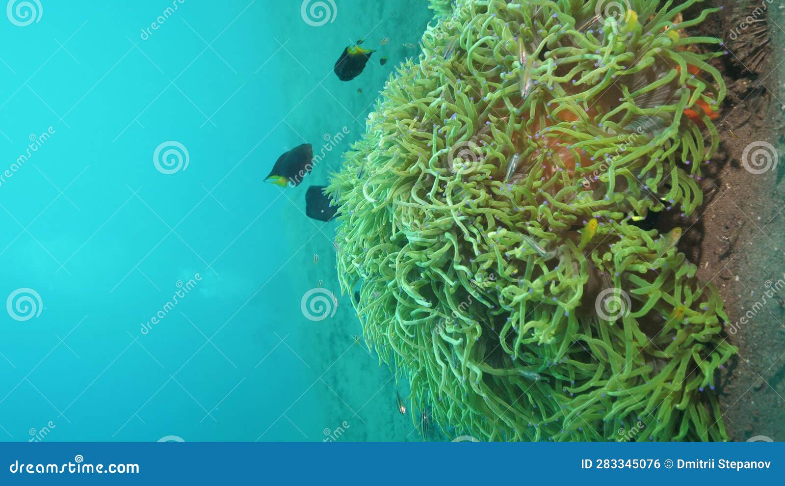 Coral Reef Rock Surrounded by Fishes on Sandy Bottom of Sea Stock ...