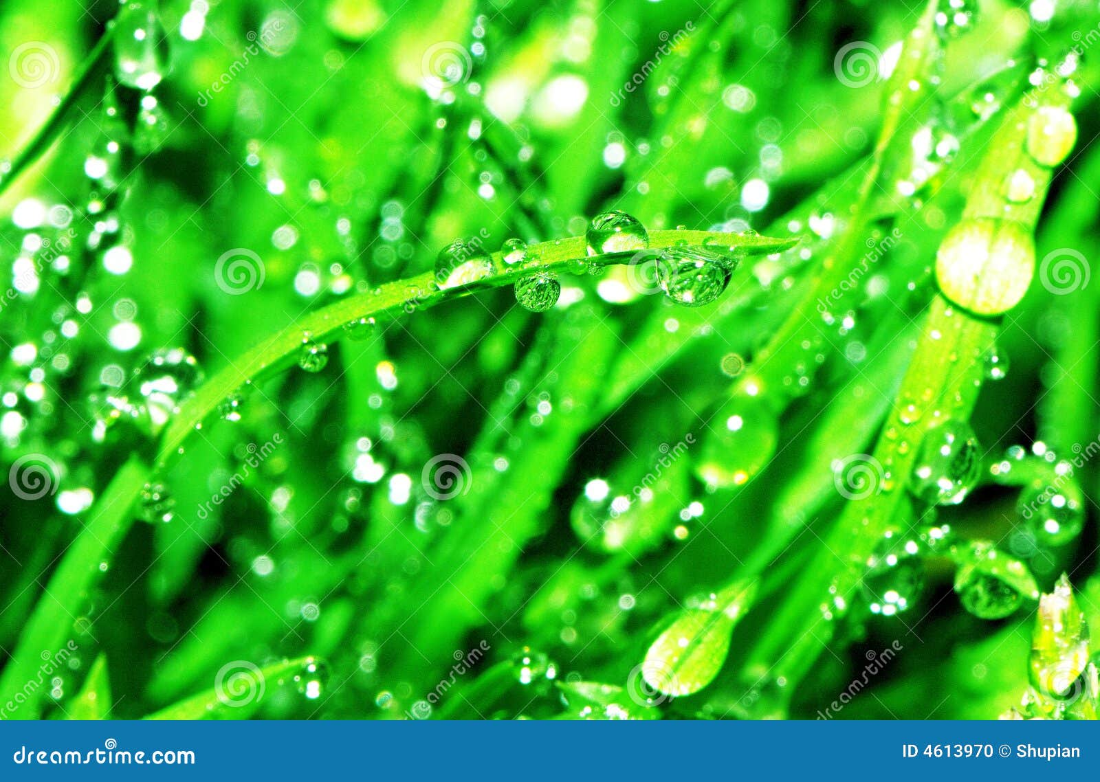 grass-with-little-drops-of-water-stock-photo-image-of-drops-grass