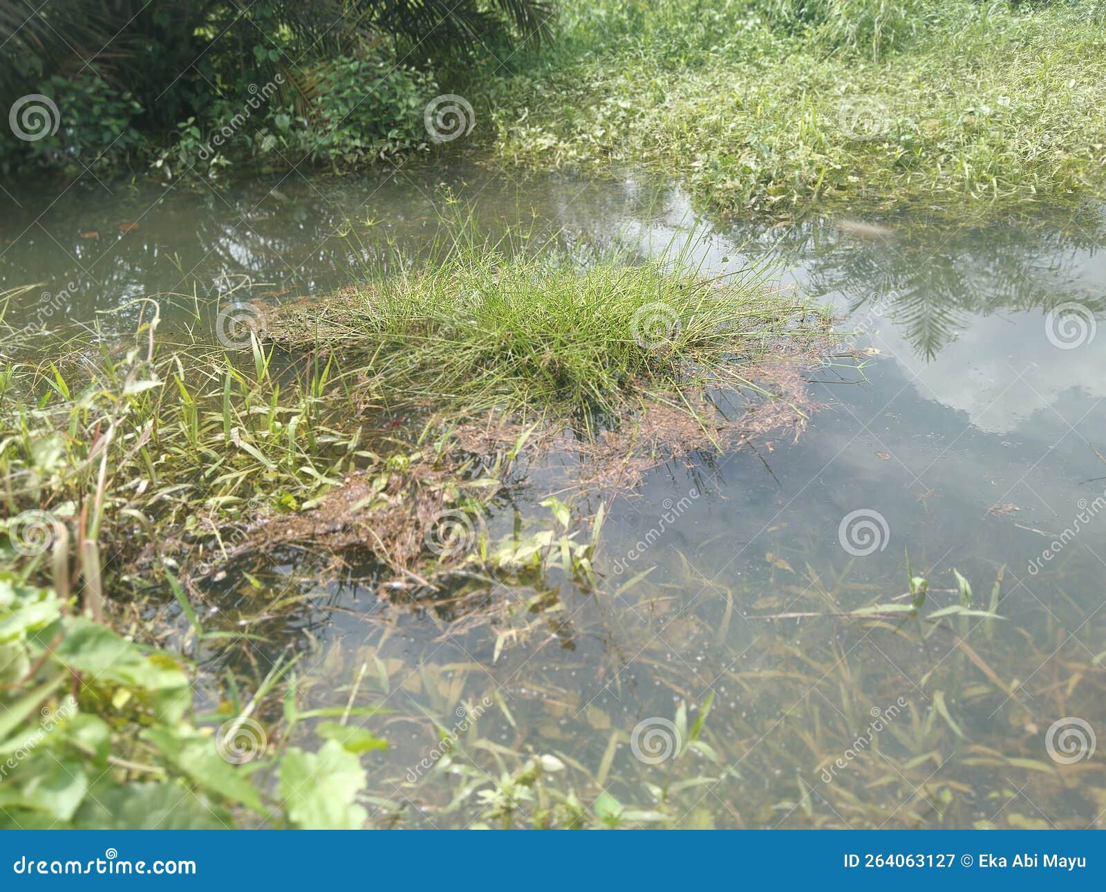 Grass that Lives in the Flow of the River that Flows Stock Image