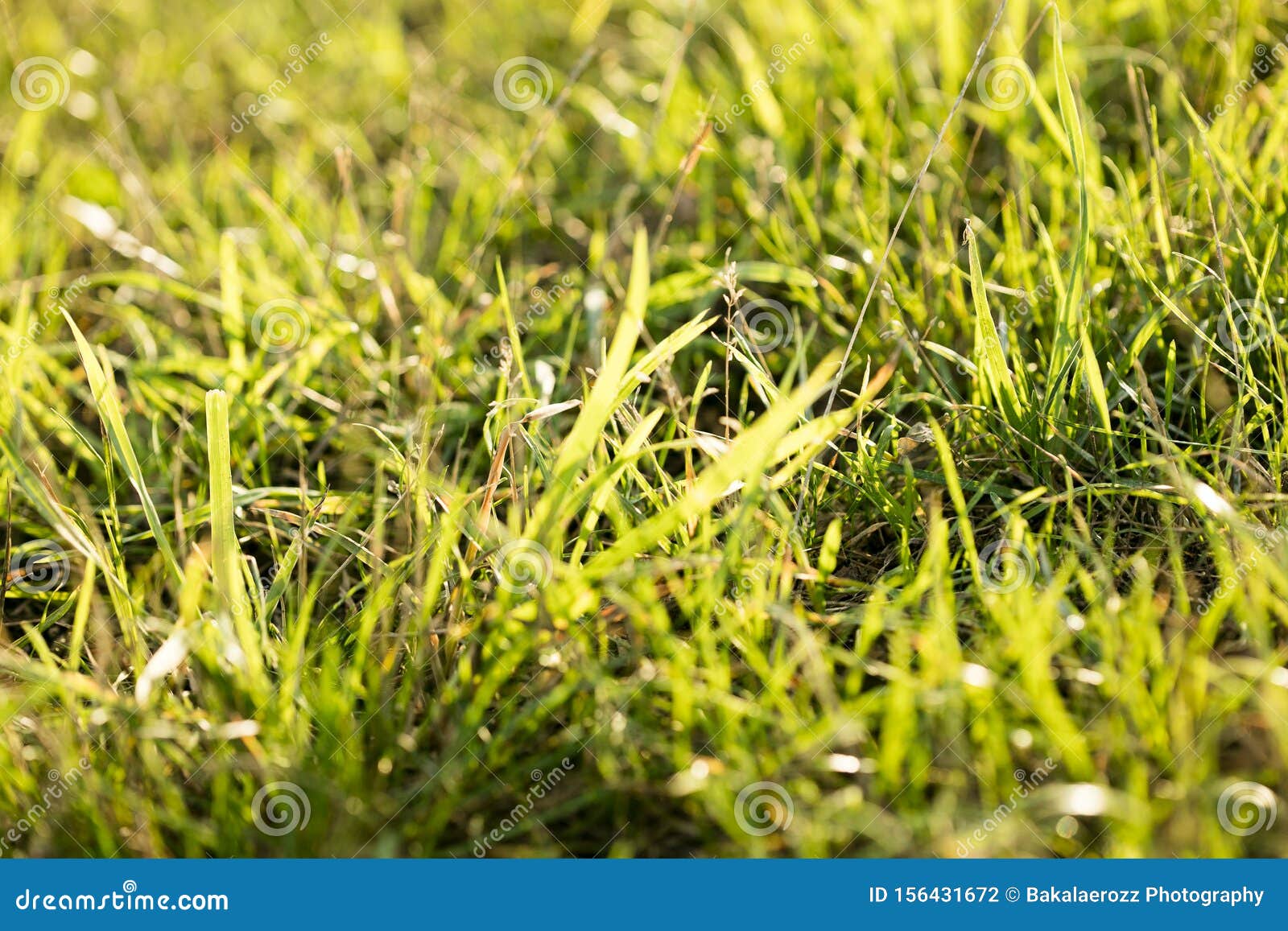 grass macro background fifty megapixels