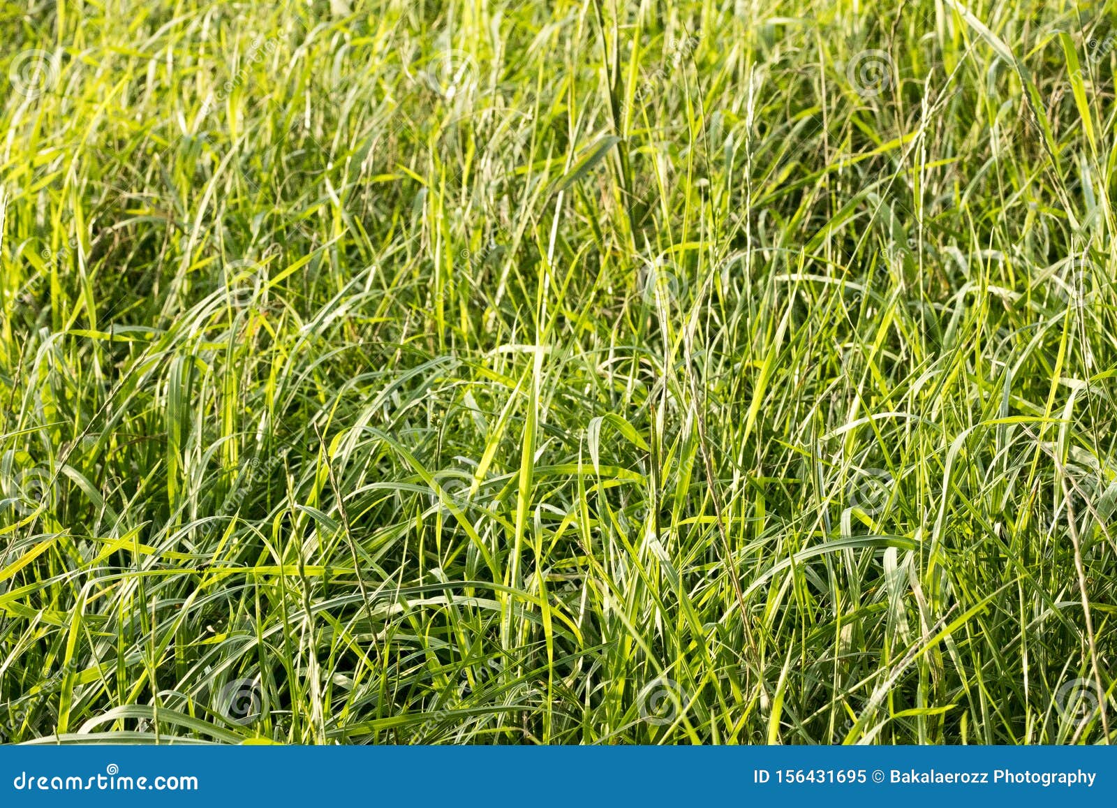grass macro background fifty megapixels