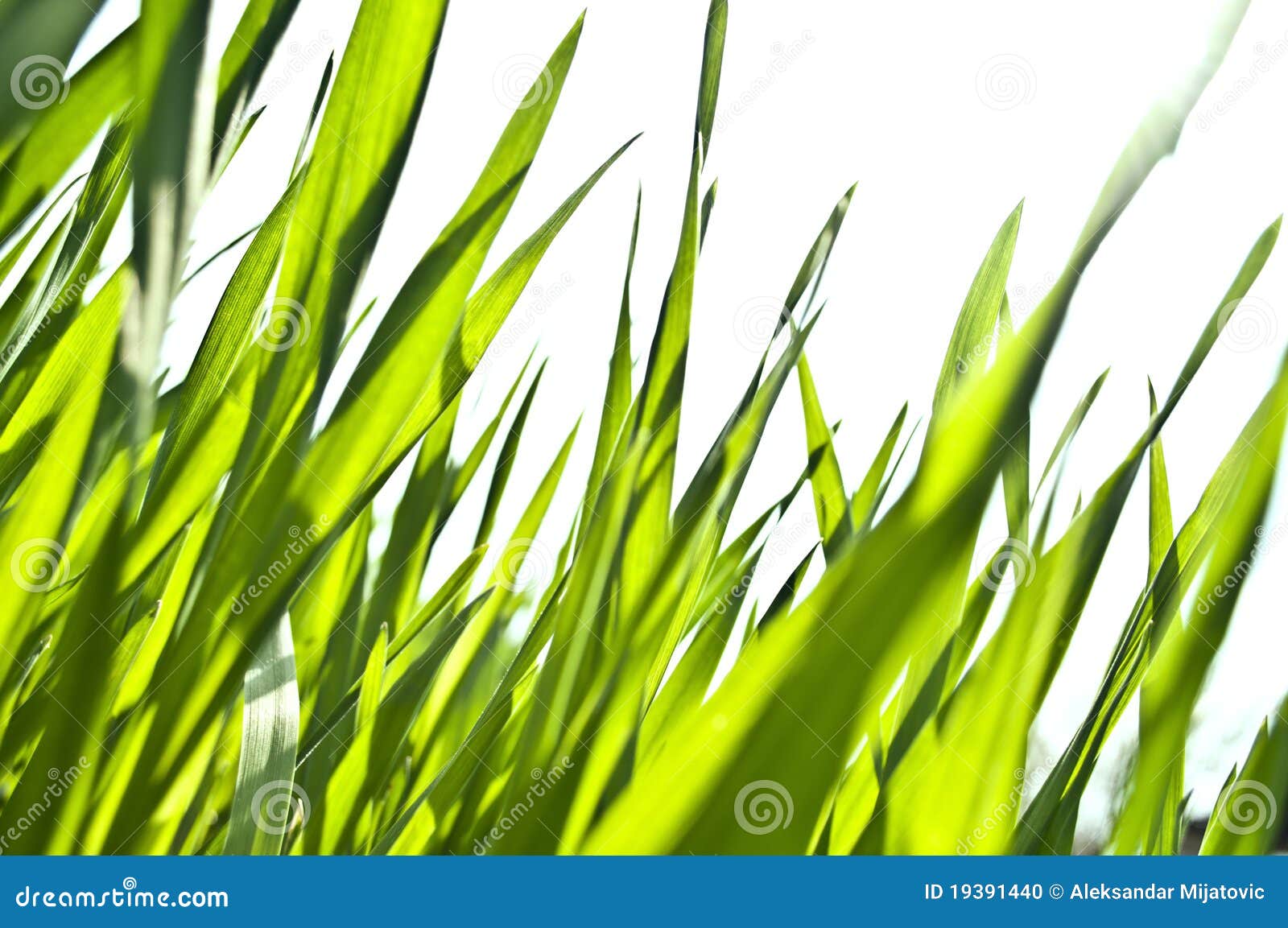 Grass macro shot stock photo. Image of lush, grass, closeup 19391440