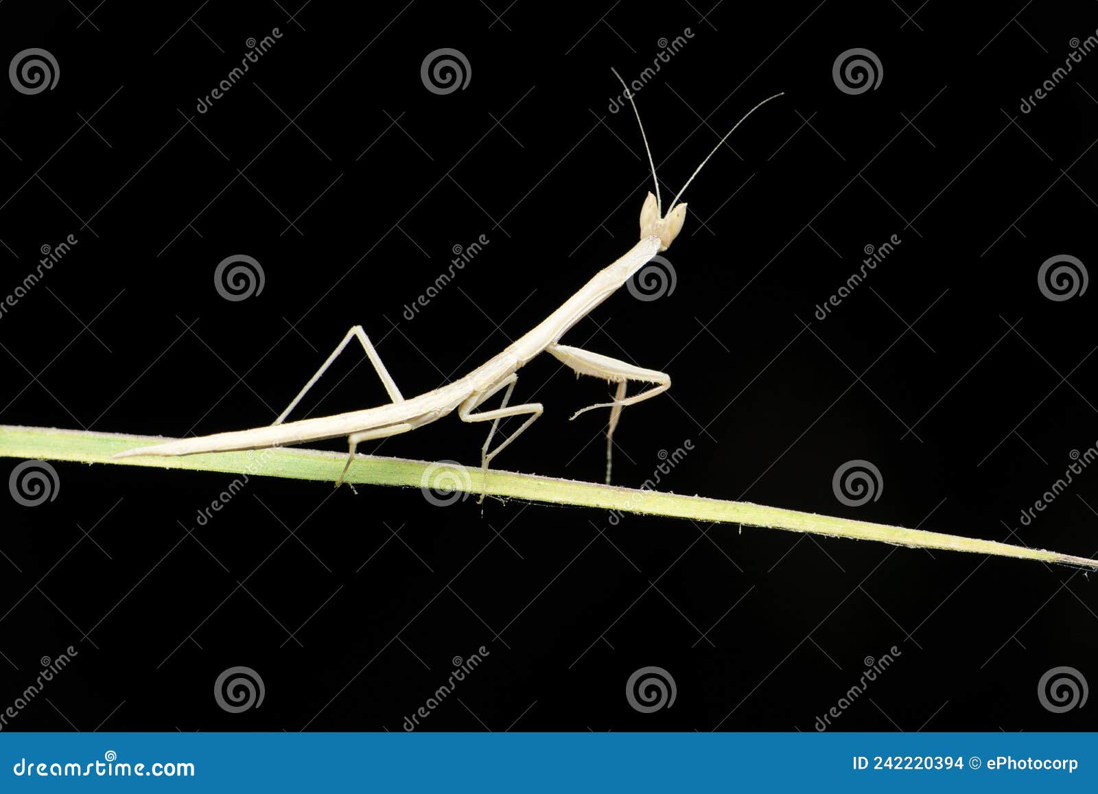 grass mantis on grass balde, deiphobella laticeps, endemic to western ghats