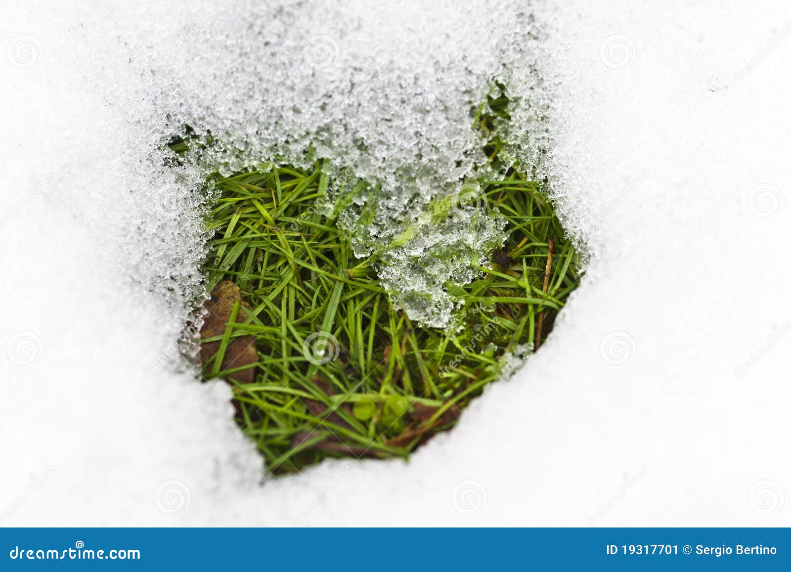 Grass in melting snow stock image. Image of winter, wintry 19317701